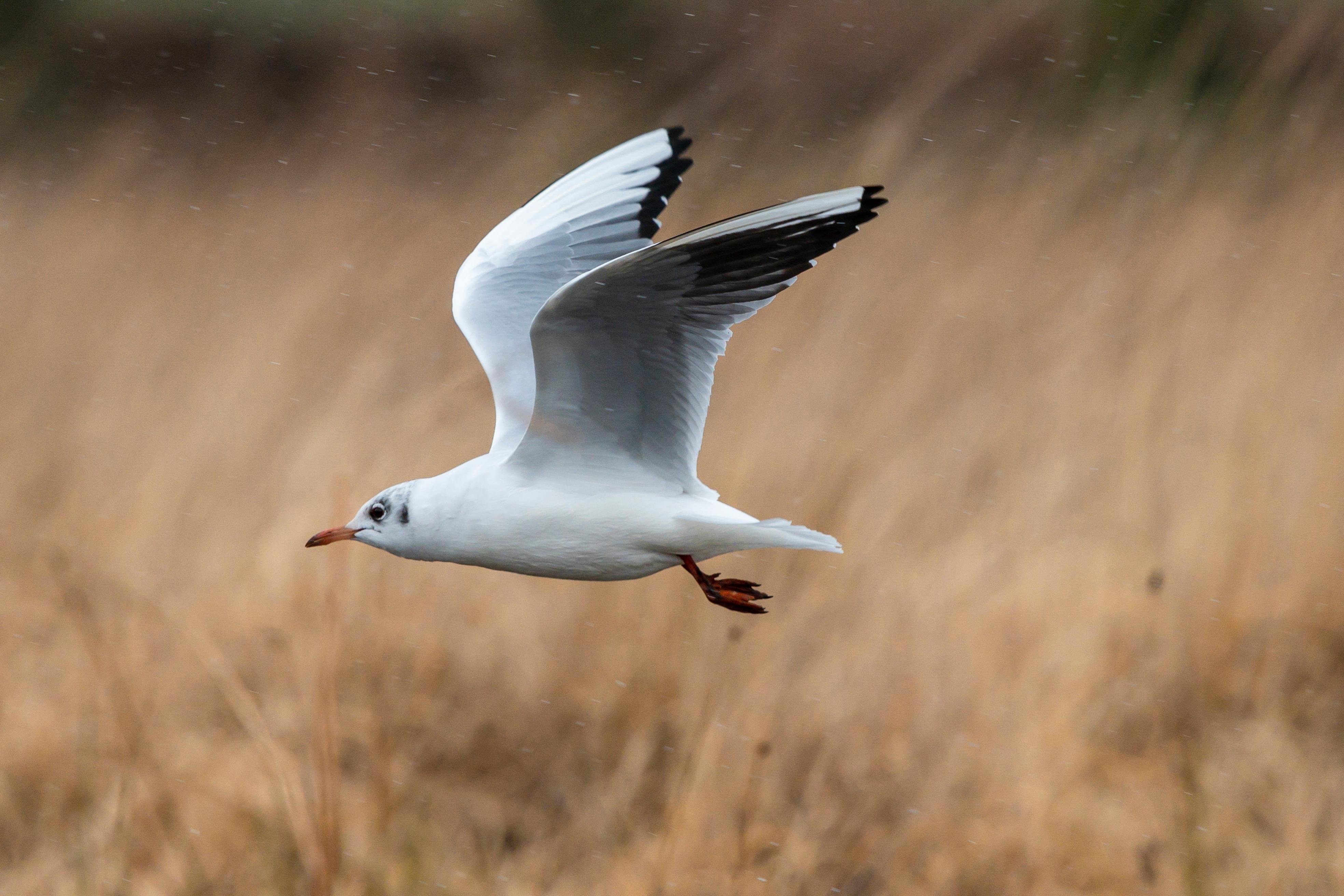 London: Richmond Park Nature Photography Workshop