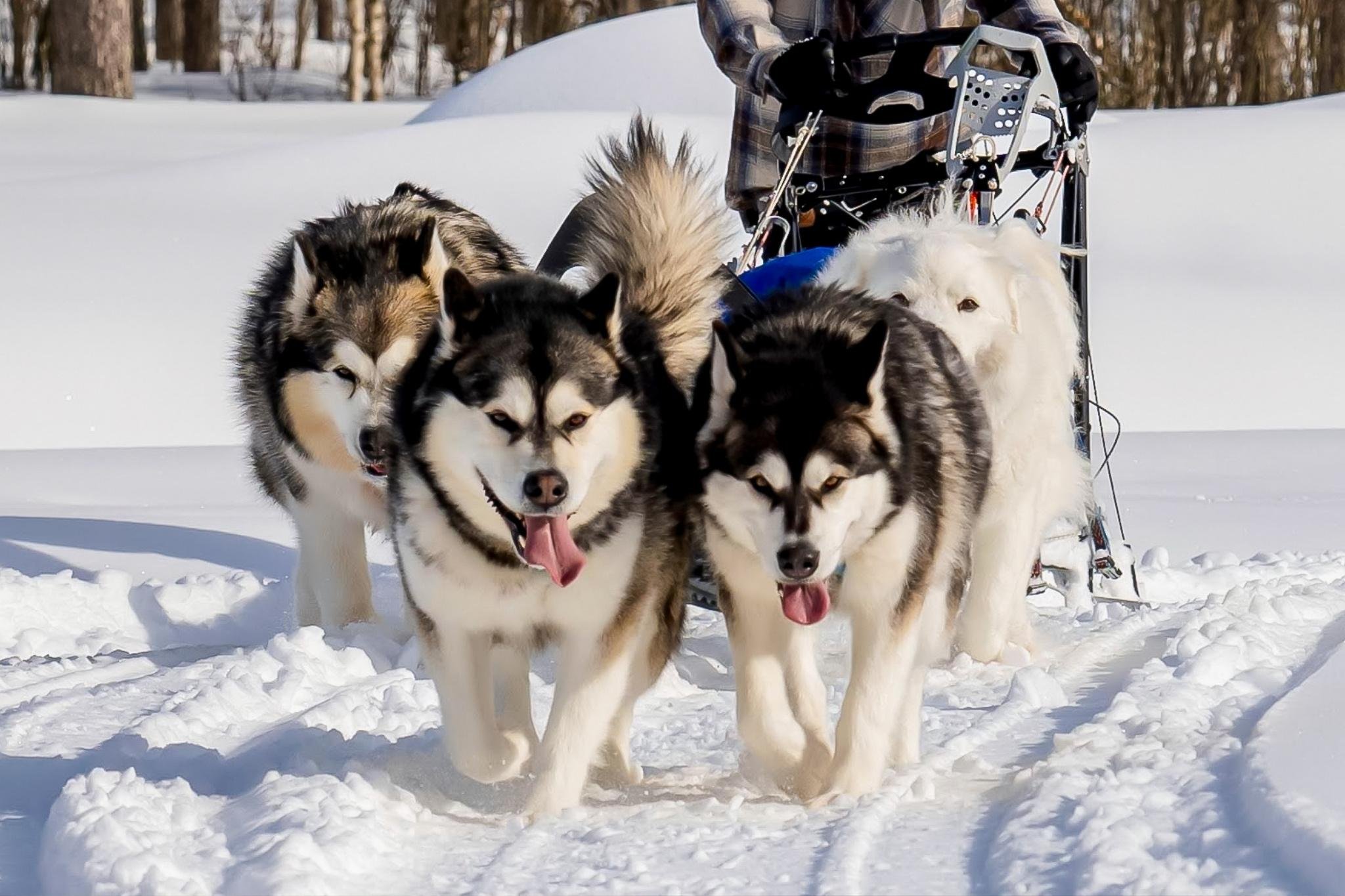 Rovaniemi Husky Safari: Drive Your Own Team & Lapland BBQ