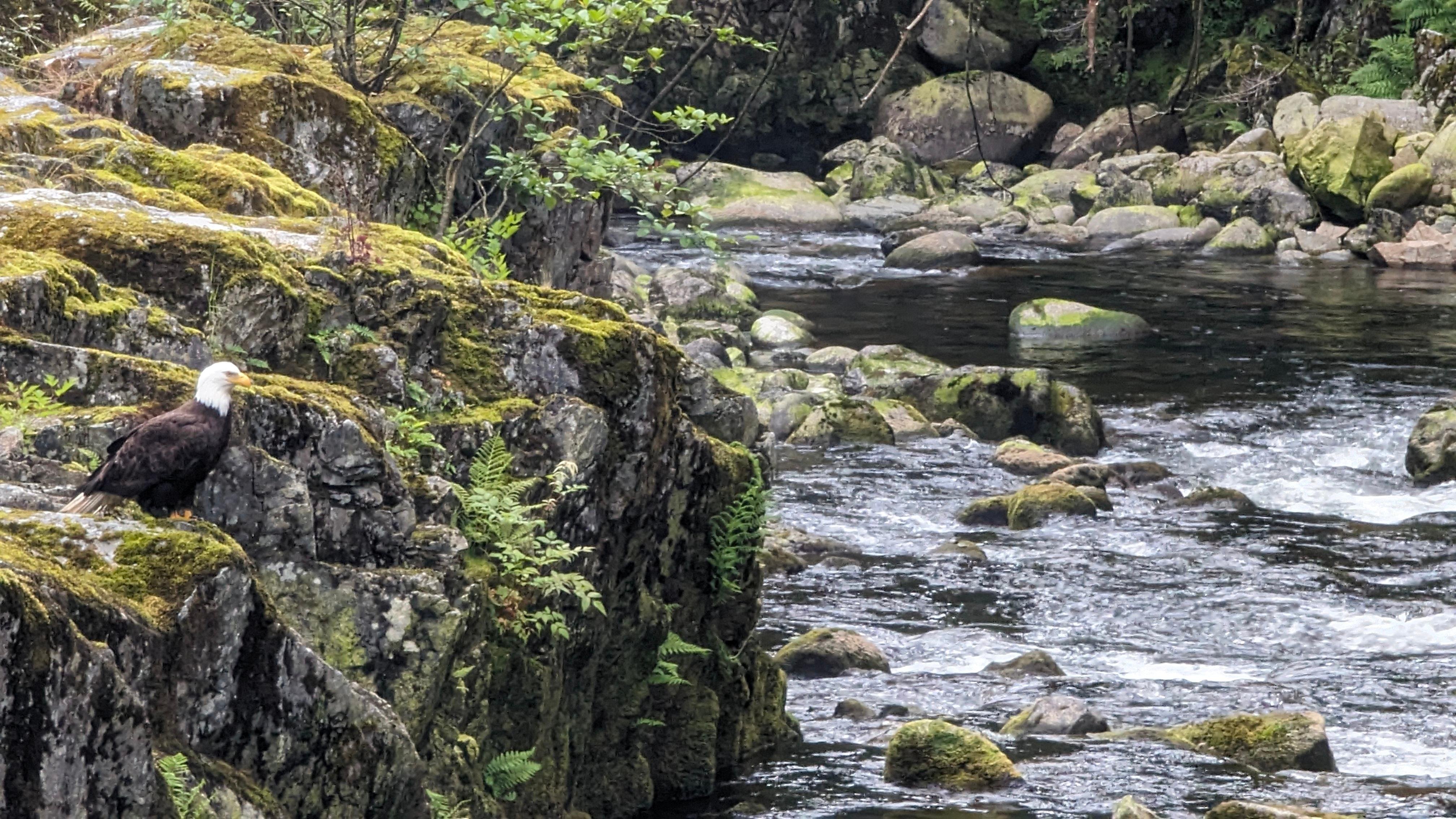 Vancouver Highlights: Private Capilano & Granville Island Tour