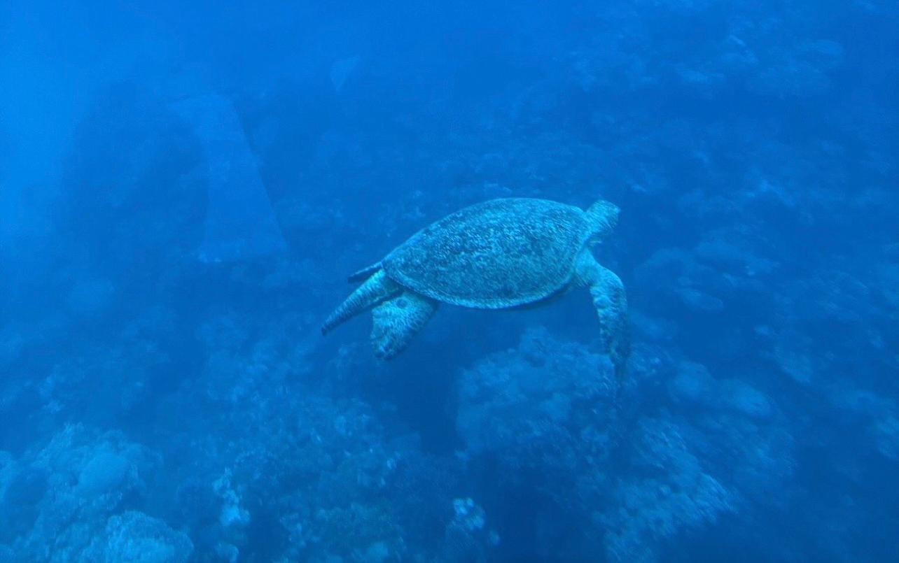Sharm El-Sheikh Seascope Semi-Submarine Reef Cruise