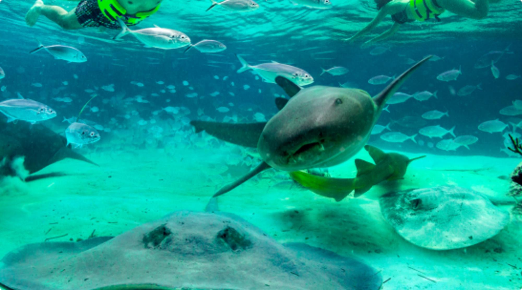 Punta Cana: Royal Dolphin Swim and Marine Encounter