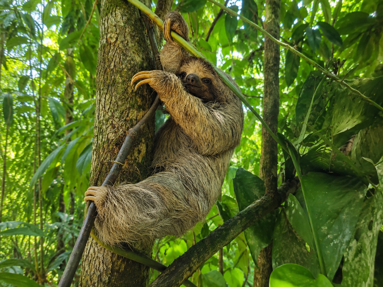 Private Rainforest Sloth Tour with Guaranteed Sightings