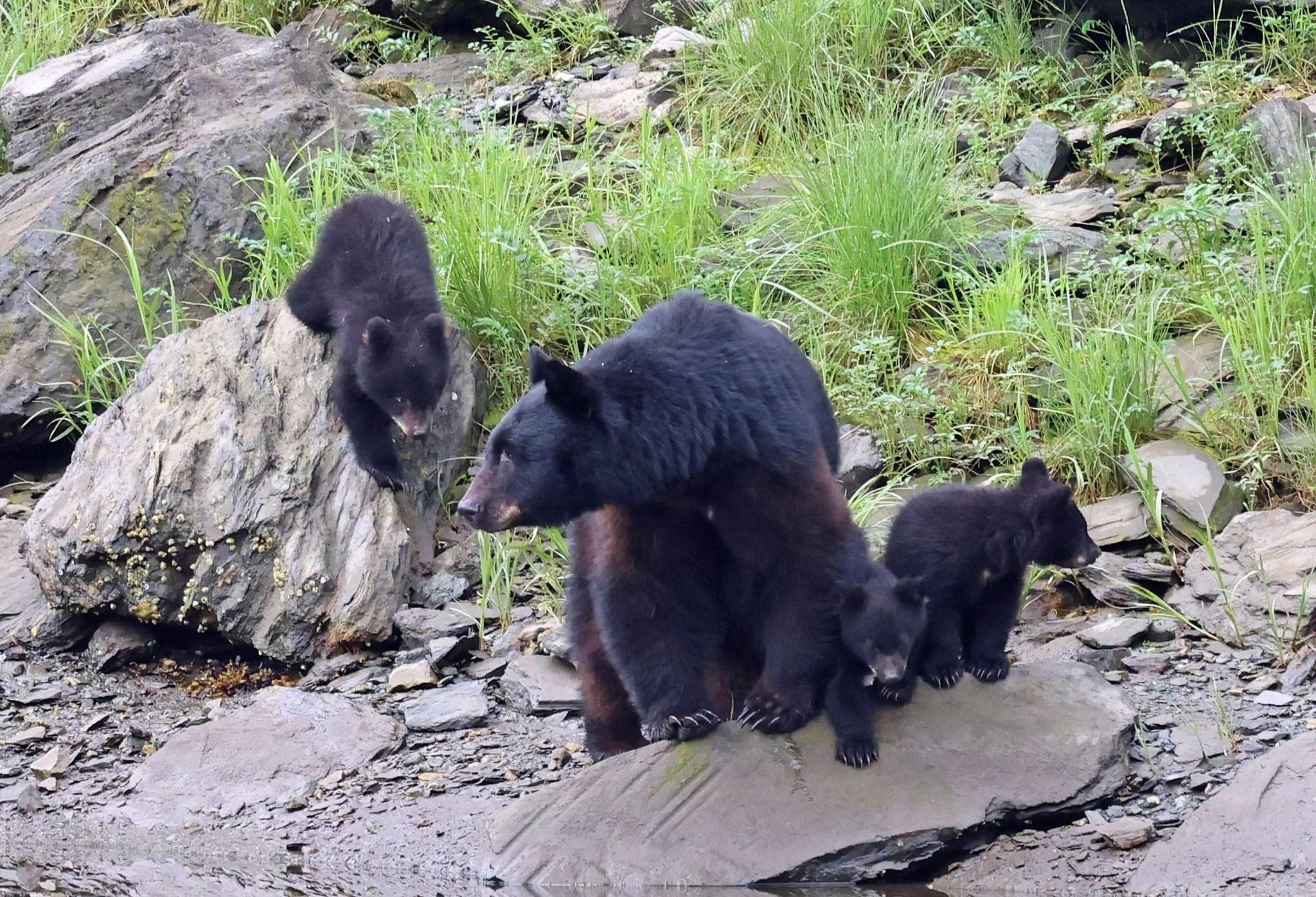 Ketchikan: Alaska Native Cultural and Scenic Shore Excursion