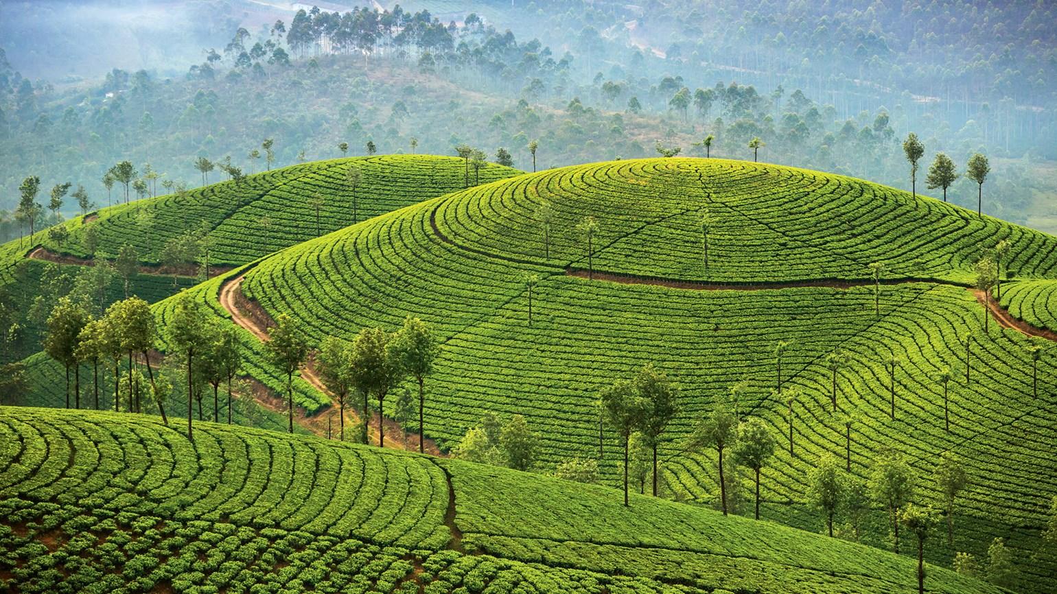 5-Day Kerala Escape: Munnar, Thekkady, and Alleppey Backwaters