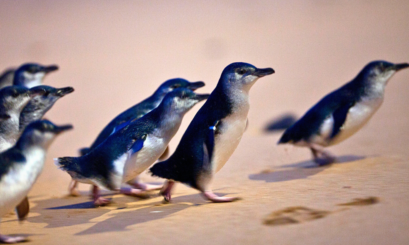Phillip Island Wildlife & Penguin Parade Day Tour