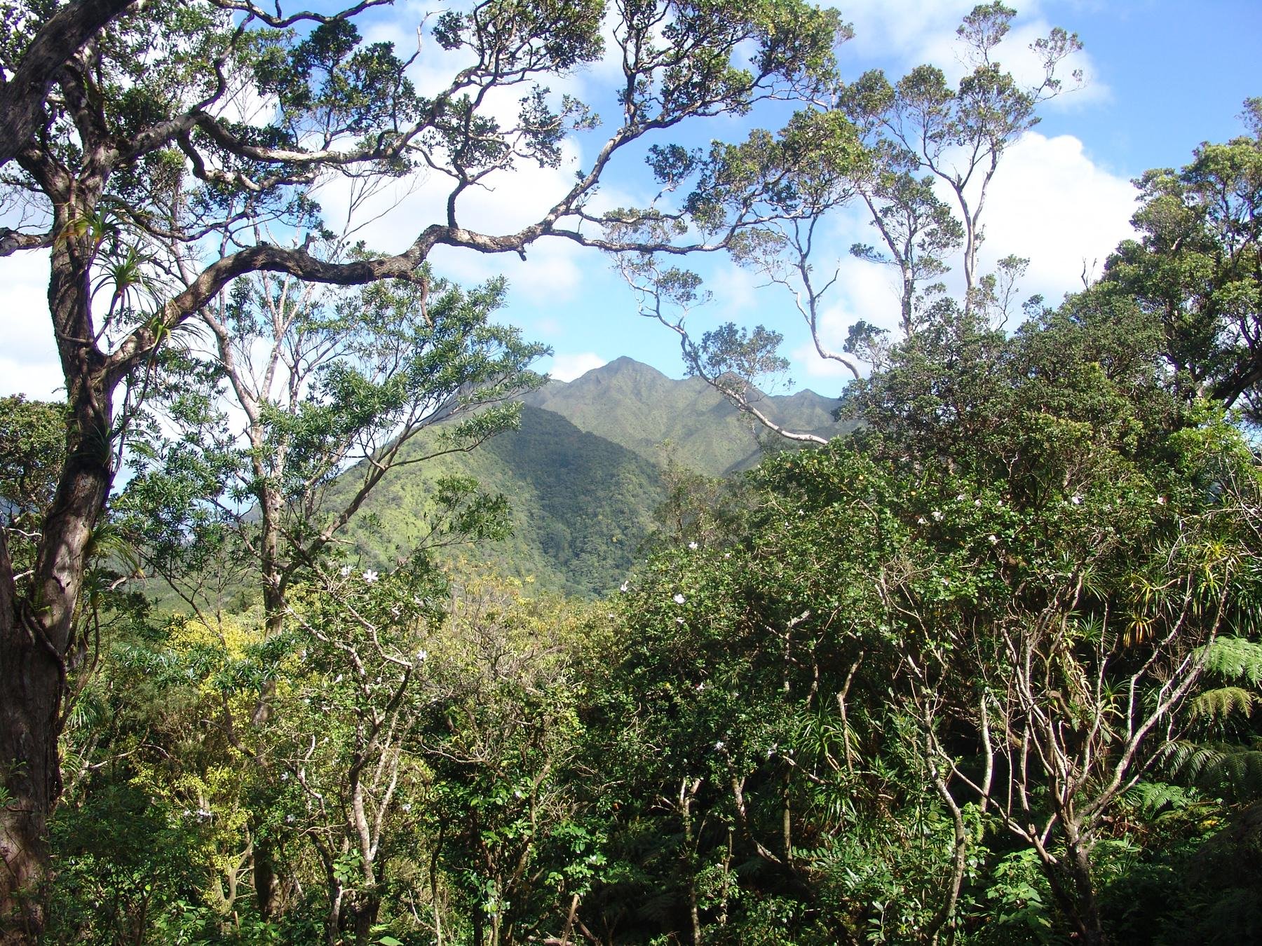 Honolulu Volcanic Rainforest Trek