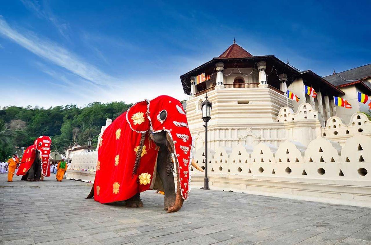 Kandy, Pinnawala & Tea Country Full-Day Excursion