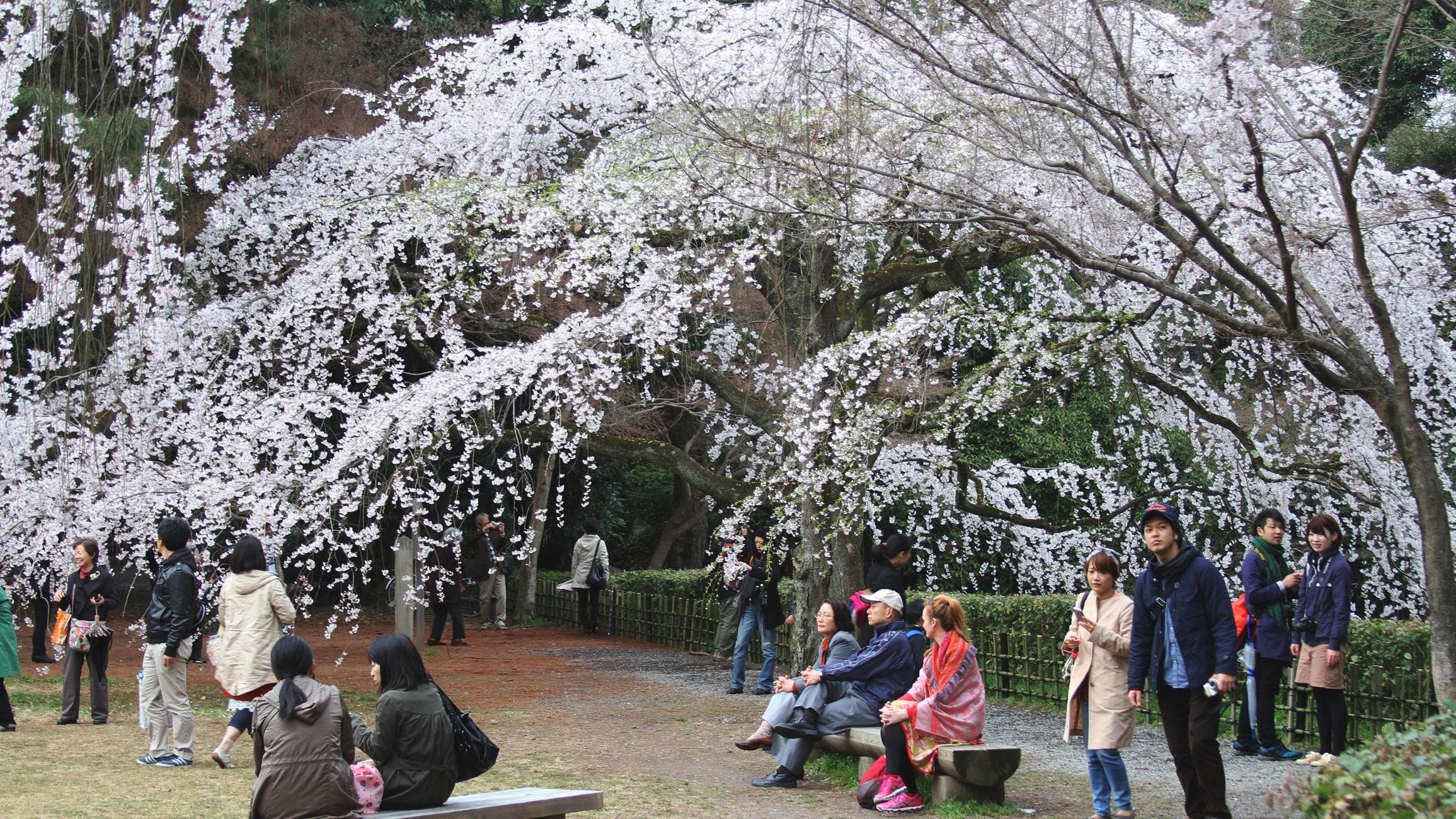 Kyoto Imperial Palace & Nijo Castle Walking Tour