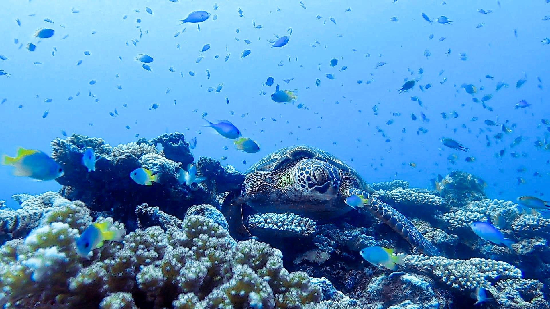 Full-Day Kerama Islands Scuba Diving from Naha