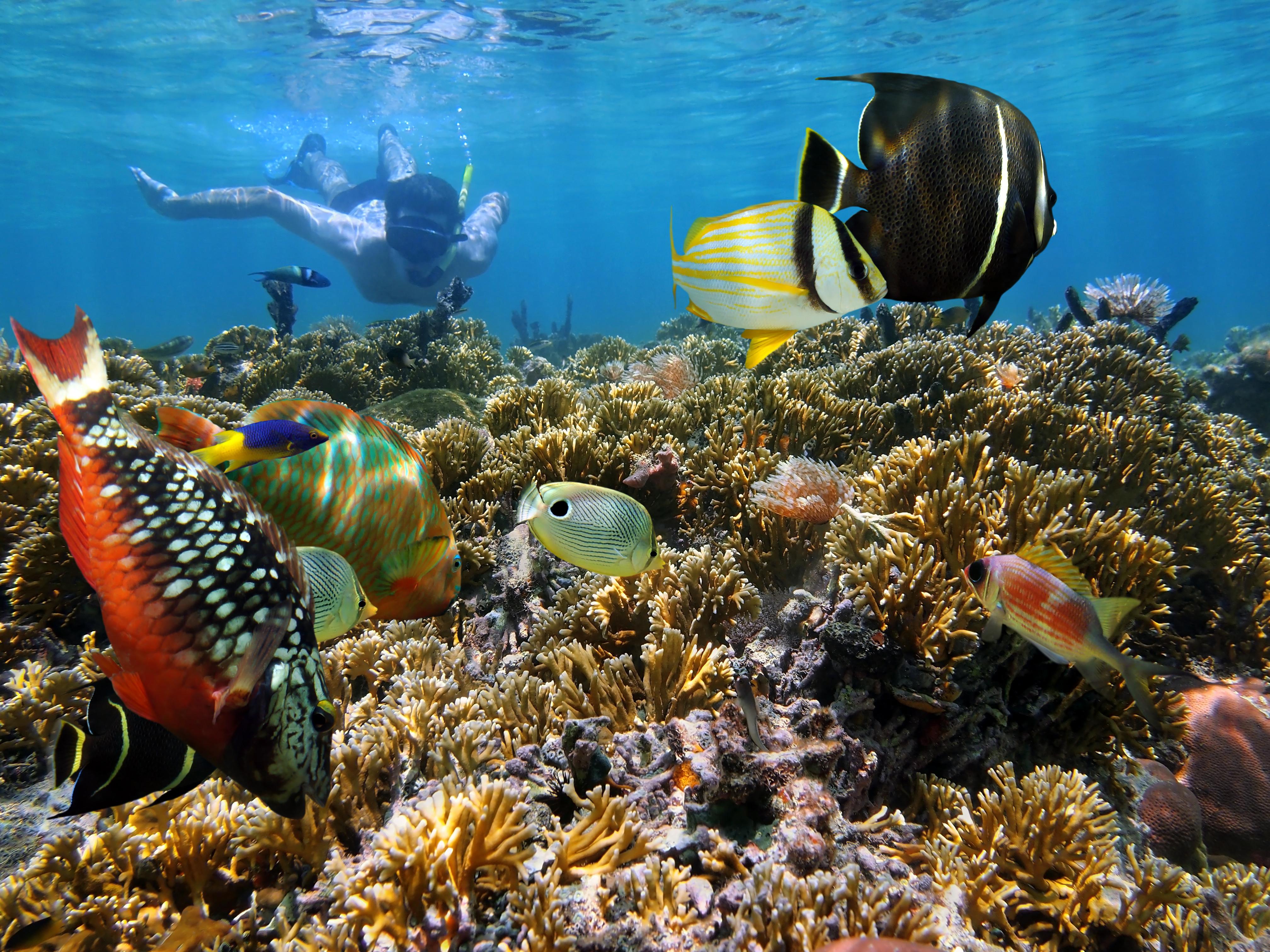 Key West Afternoon Reef Snorkeling Adventure