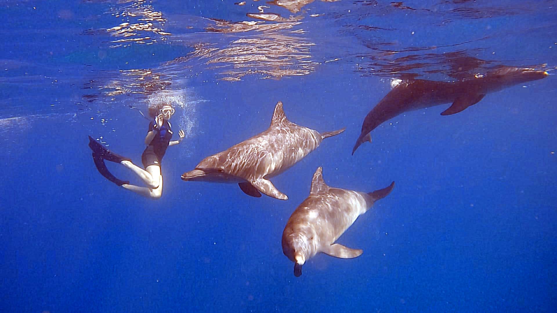 Red Sea Snorkeling & Optional Try Dive Adventure