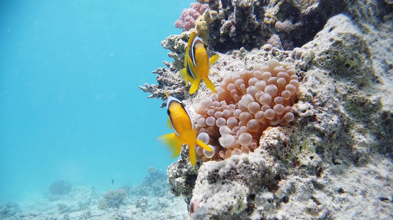 Ras Mohammed Luxury Dive Cruise from Sharm El Sheikh with Lunch
