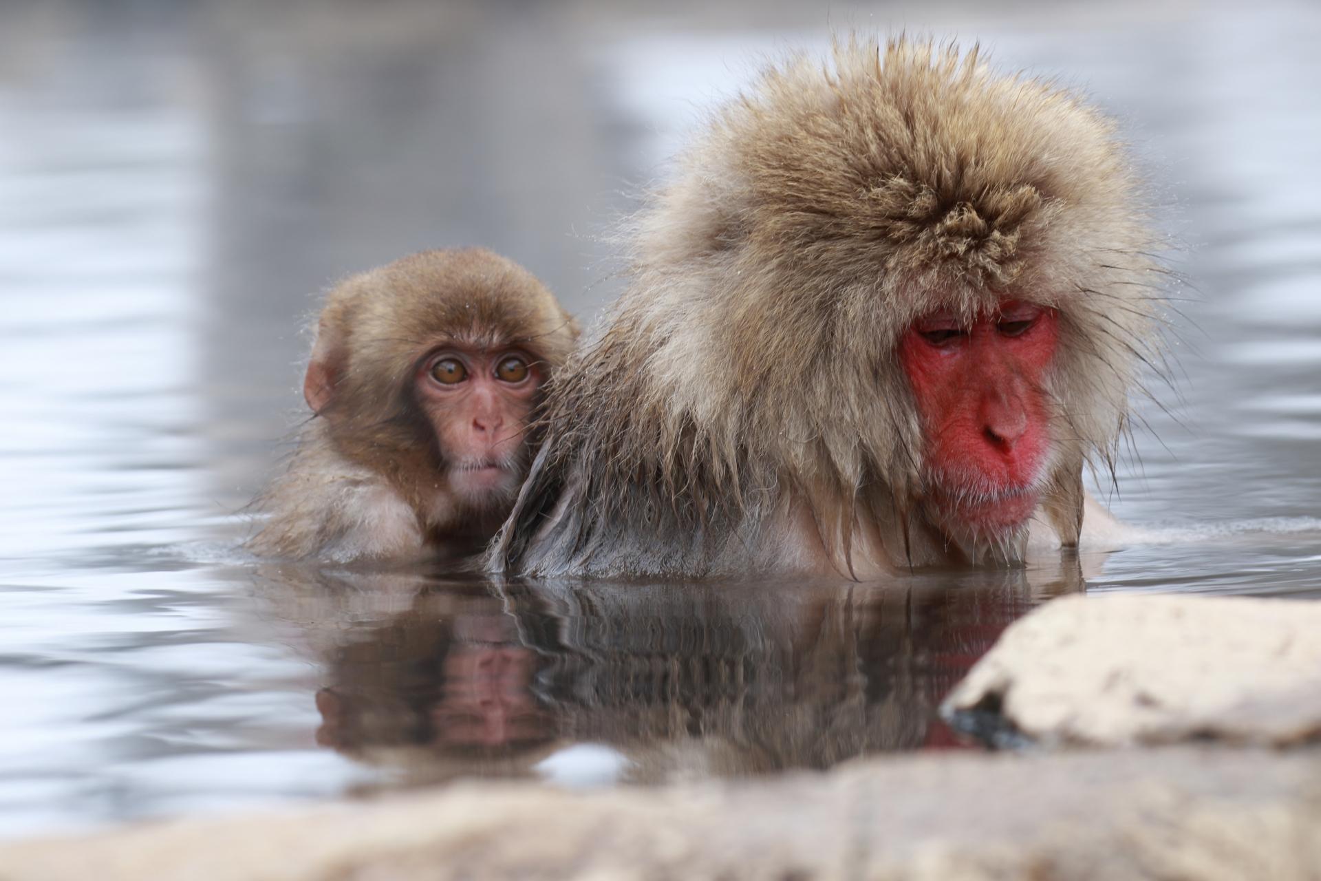 Jigokudani Snow Monkey Park Guided Tour from Nagano