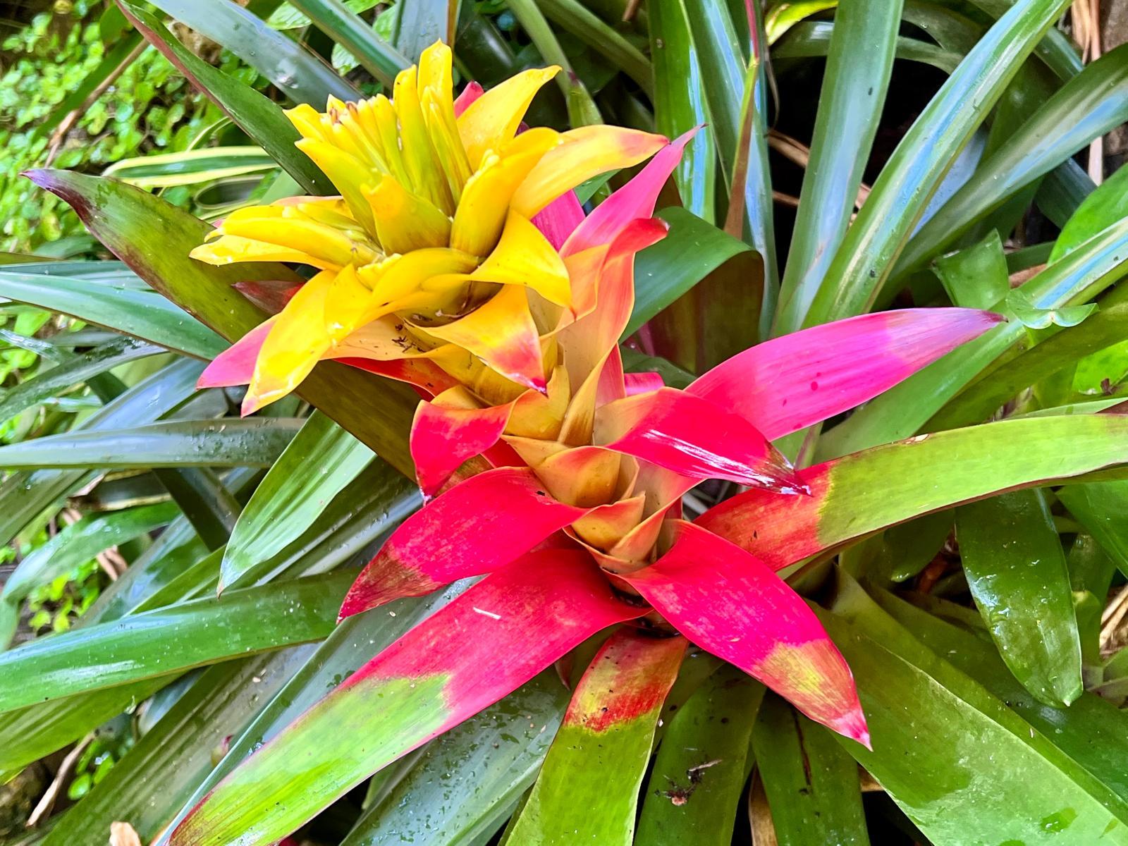 Barbados Gardens, Coastline & Wildlife Reserve