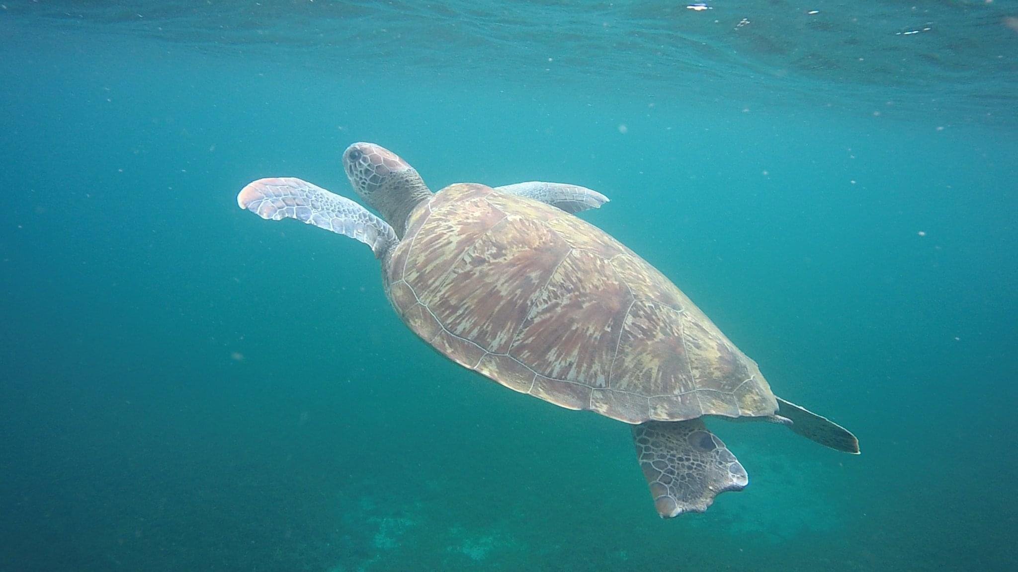 South Martinique Coastal Adventure with Turtle Snorkeling