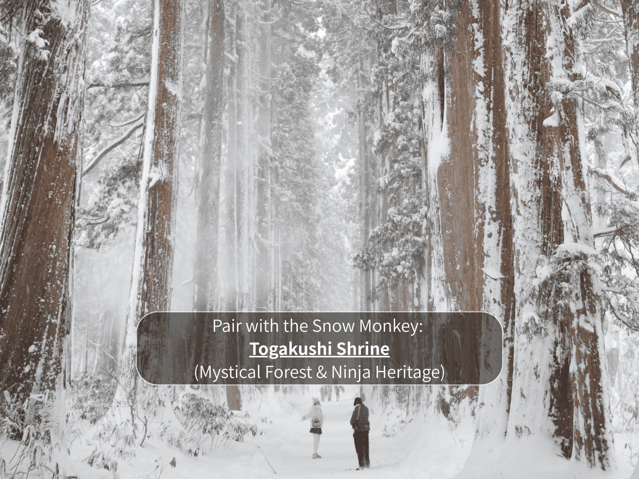 Nagano Snow Monkeys & Hidden Gems Private Day Tour