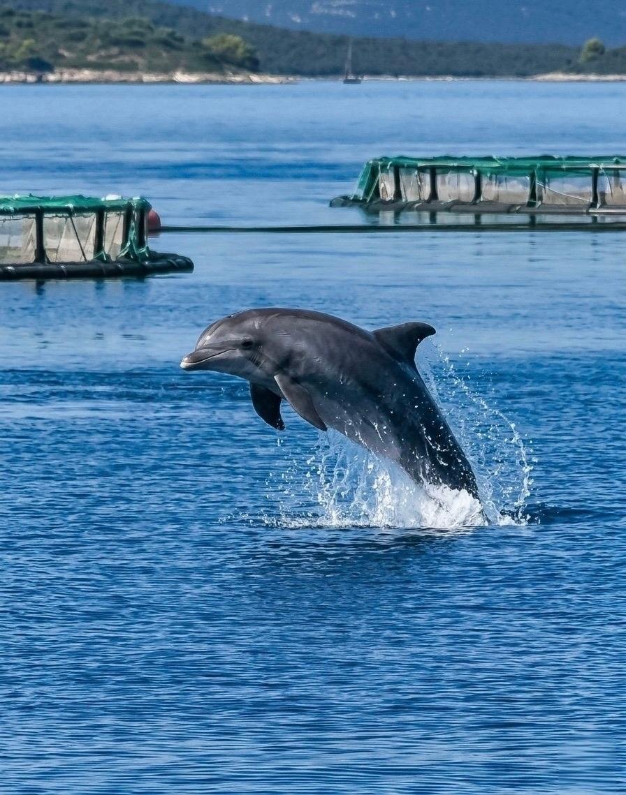 Zadar Dolphin Watching Cruise with Lunch