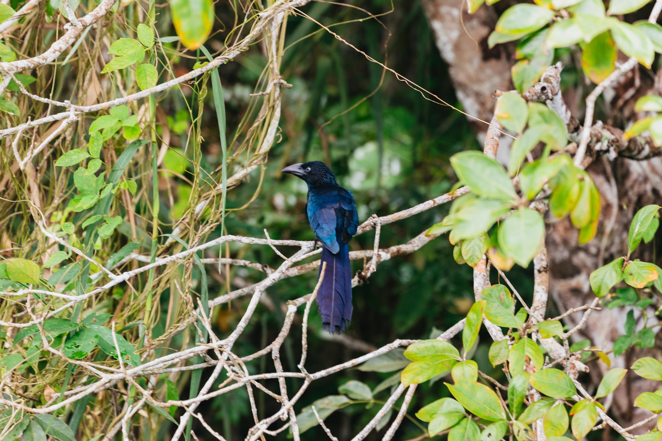 Panama City: Monkey Island Wildlife Boat Expedition
