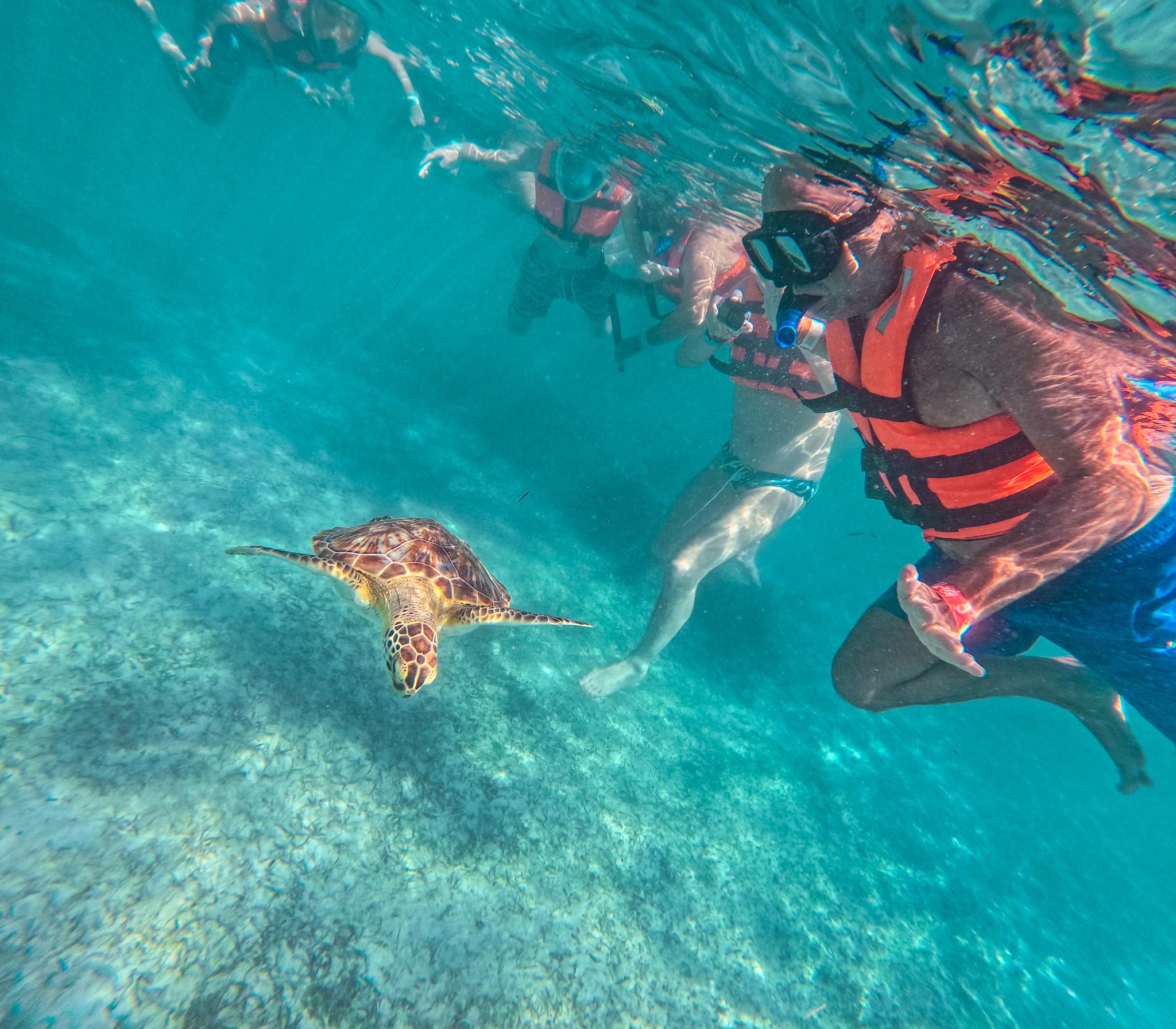 Akumal Sea Turtle Snorkeling with Park Entry