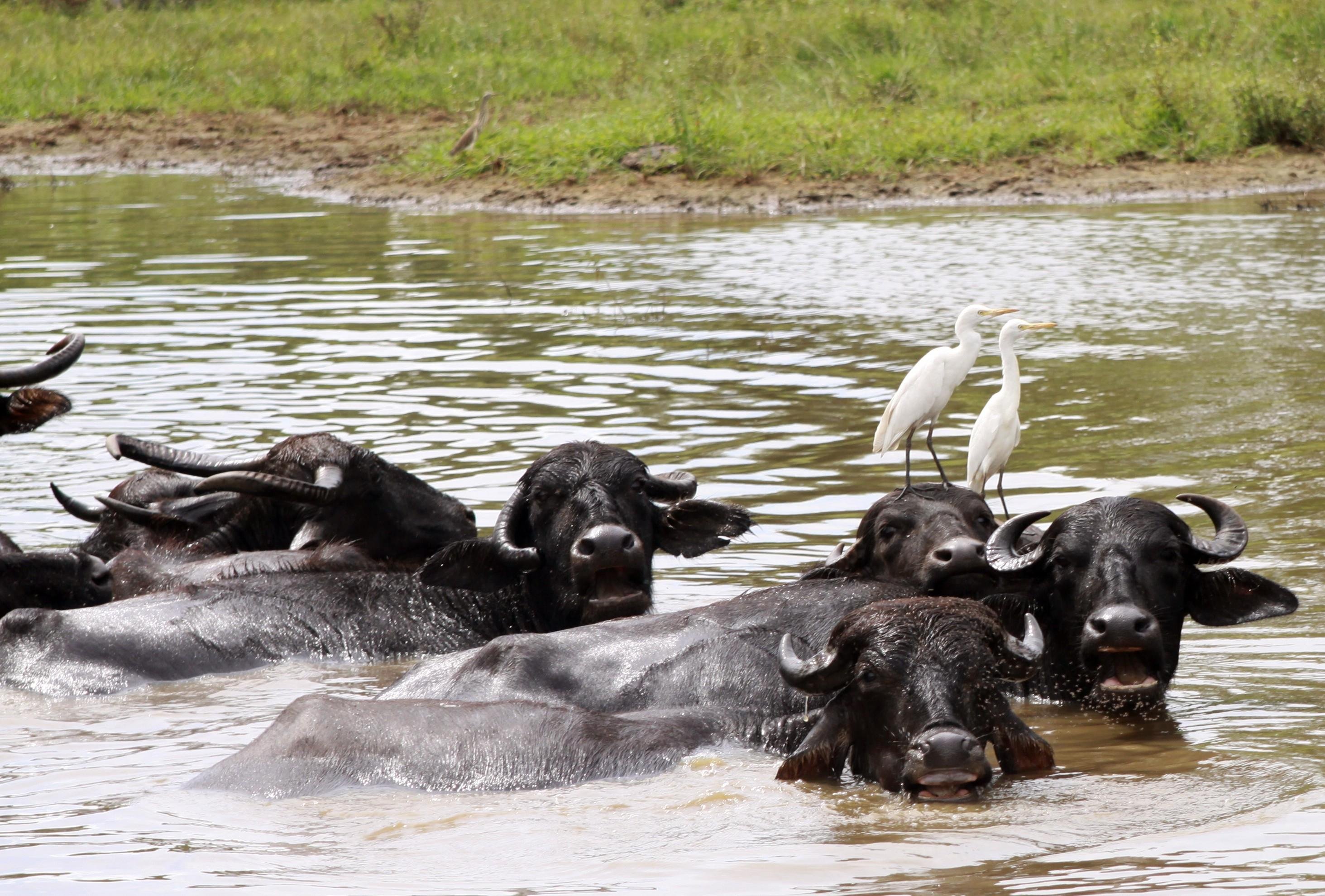 Yala National Park Wildlife Safari: Morning, Afternoon, or Full-Day