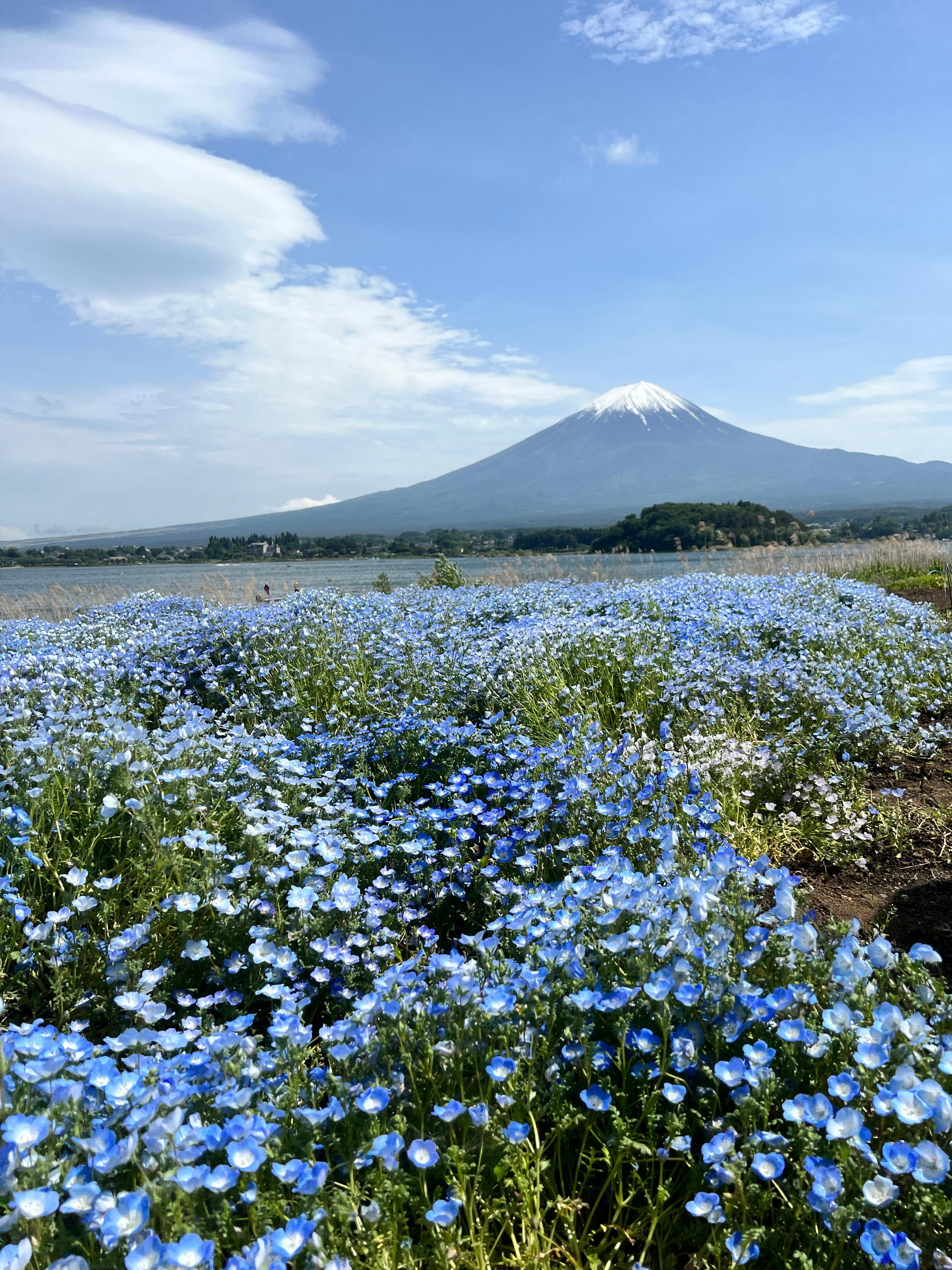 Mount Fuji & Hakone Private Full-Day Tour from Tokyo