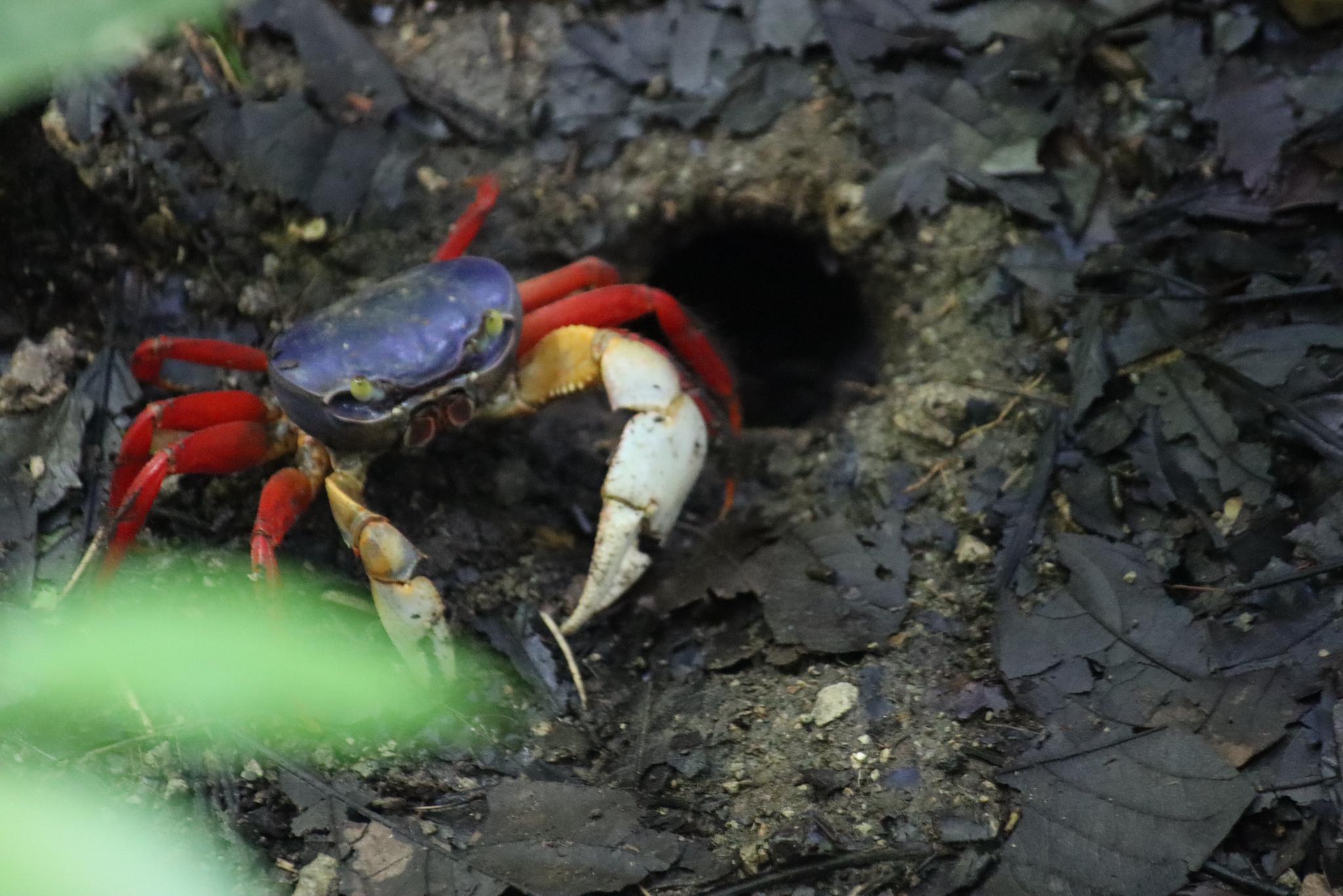 Manuel Antonio National Park: Expert-Guided Wildlife Hike