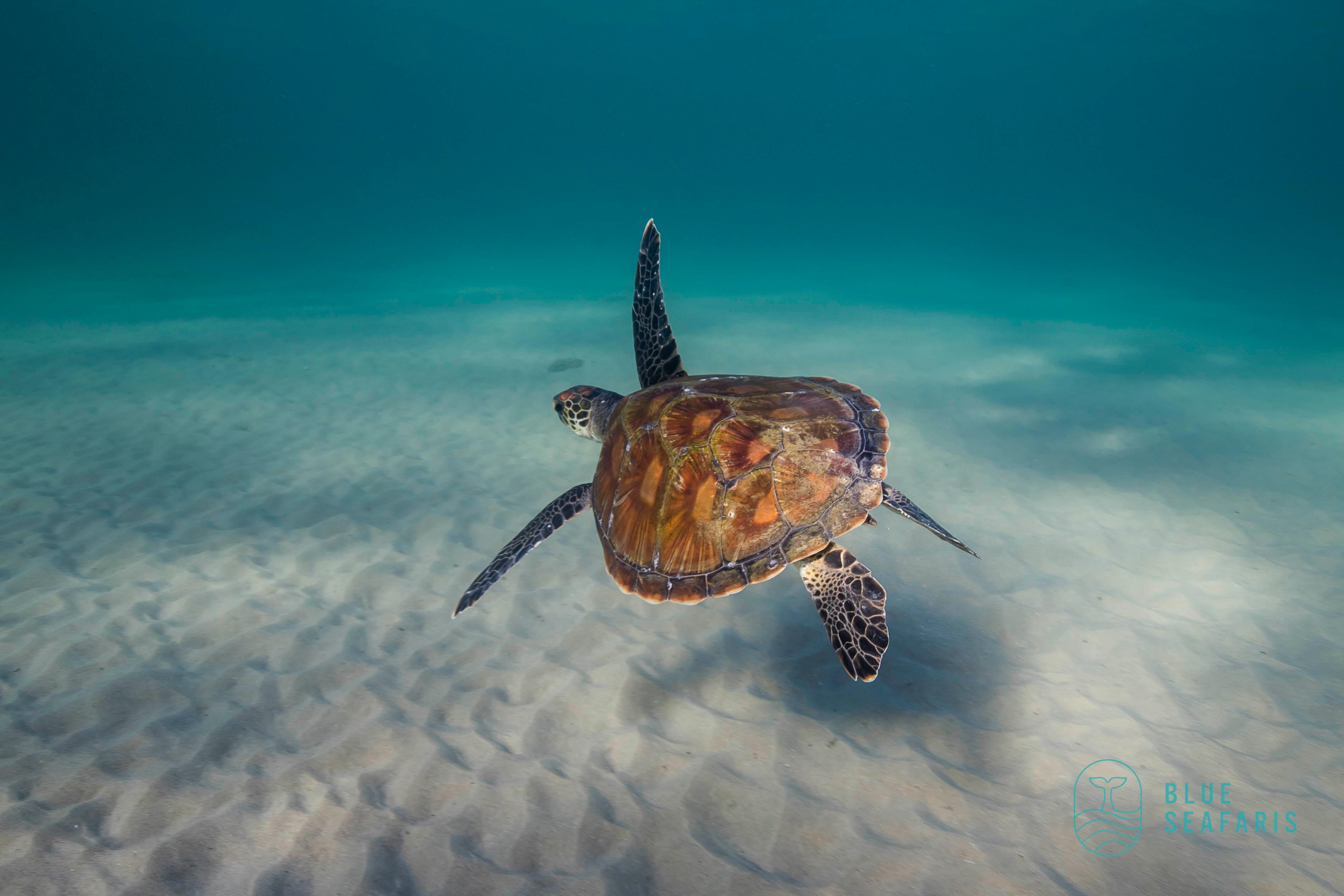Cook Island Snorkel Adventure with Turtles