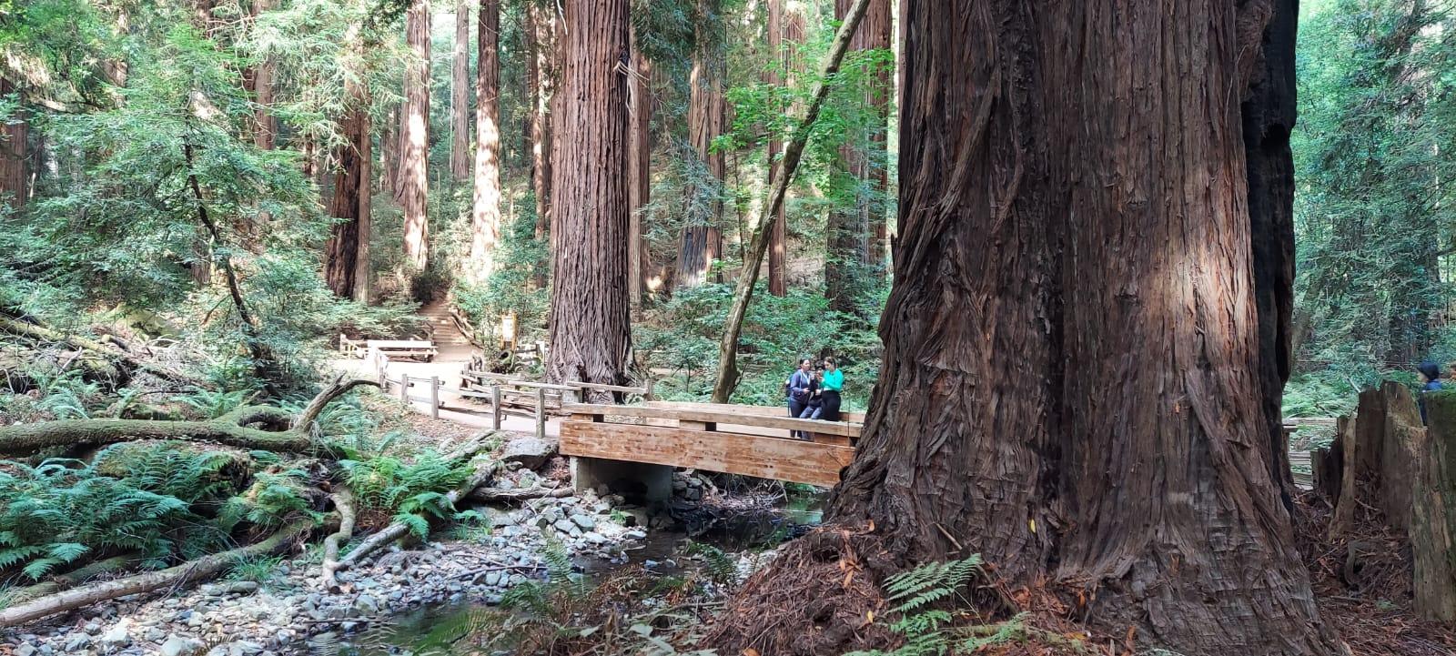 Muir Woods, Sausalito, and Exclusive Alcatraz Night Tour
