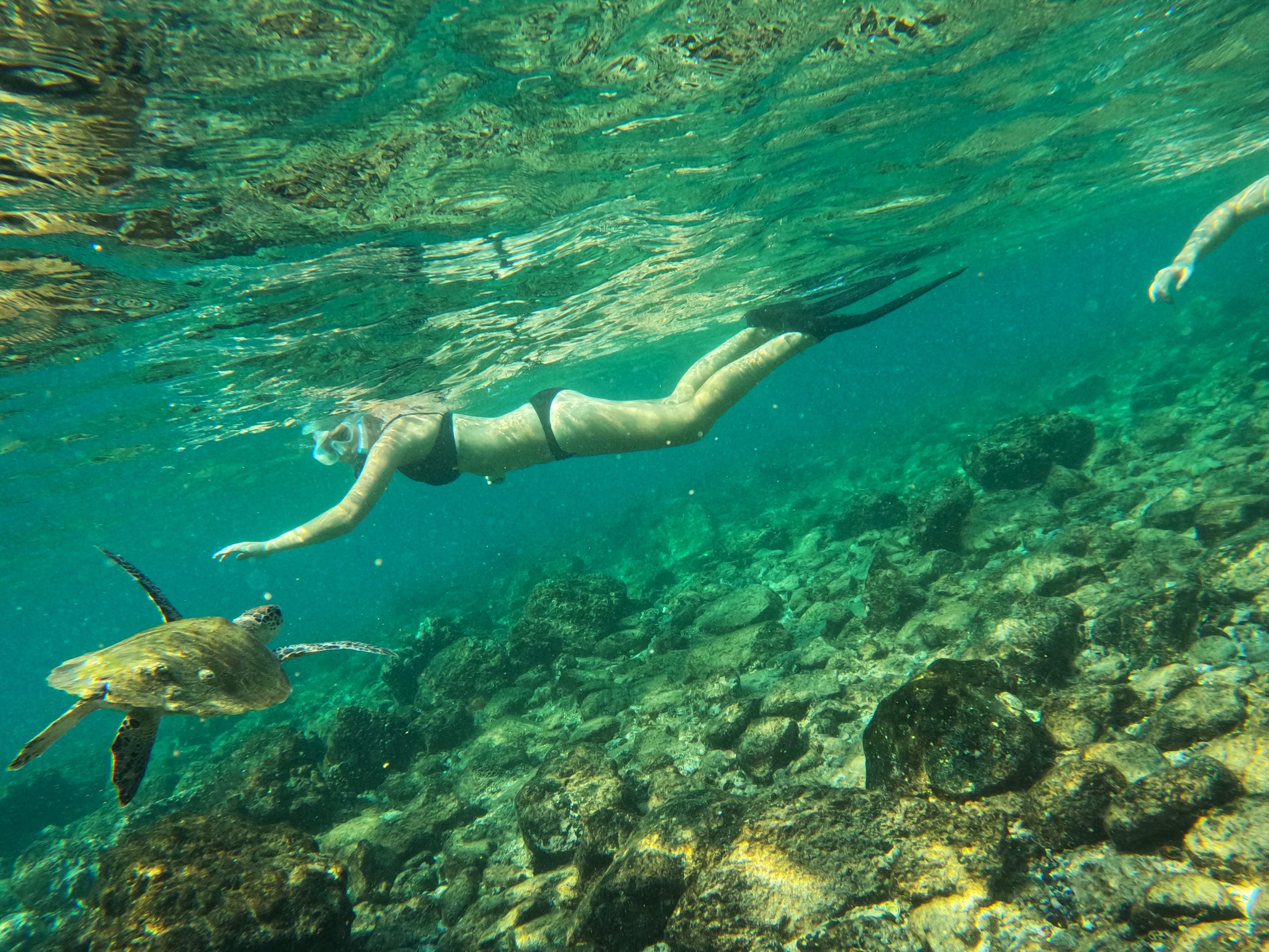 Fujairah Snorkeling Adventure with Sea Turtles from Abu Dhabi