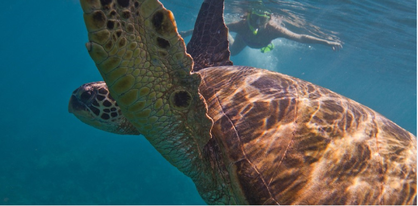 Playa del Carmen Local Reef Snorkel Adventure