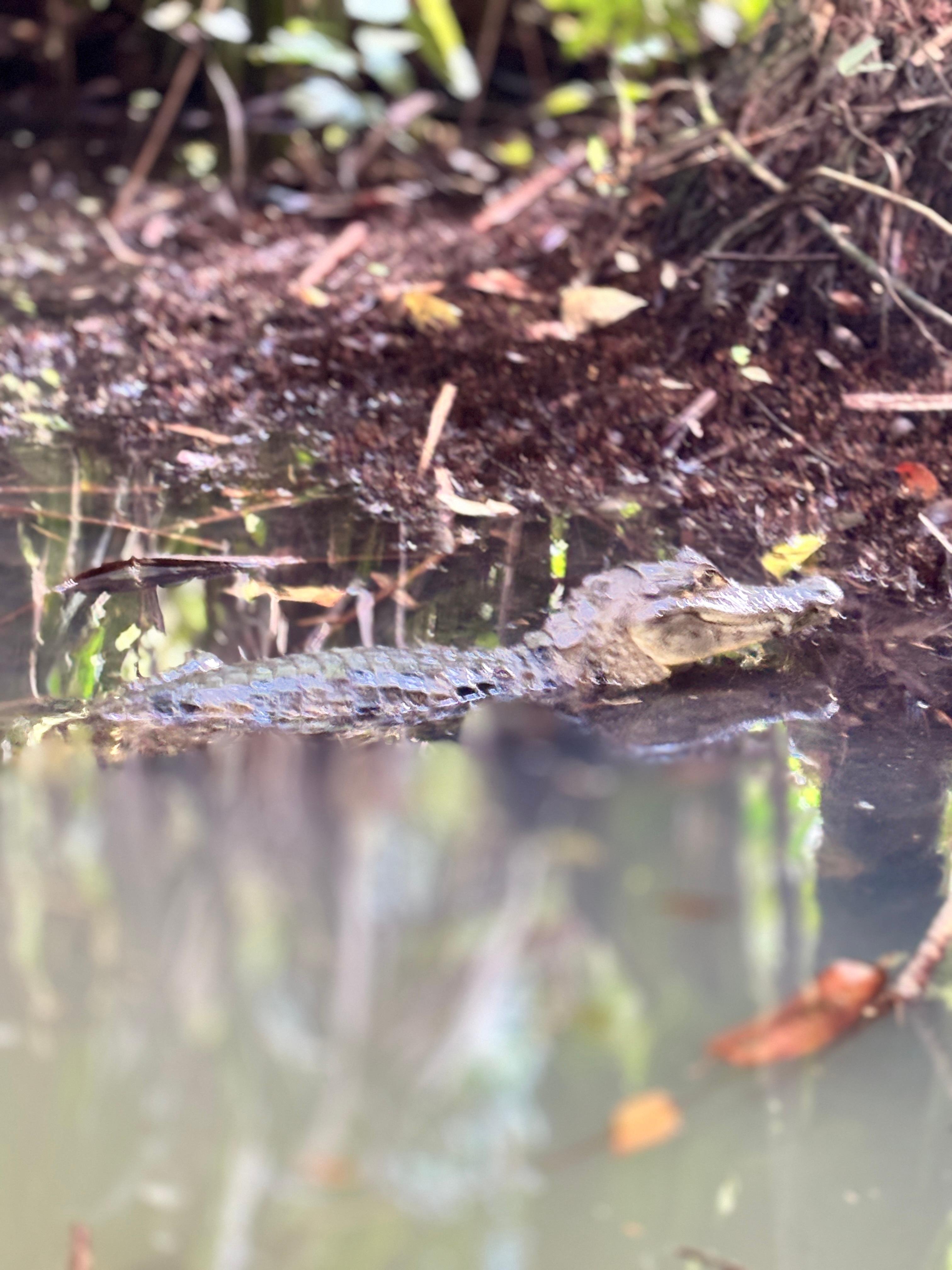 Tortuguero 2-Day Eco Adventure: Canoe, Jaguar Trail, Night Walk & Turtle Nesting