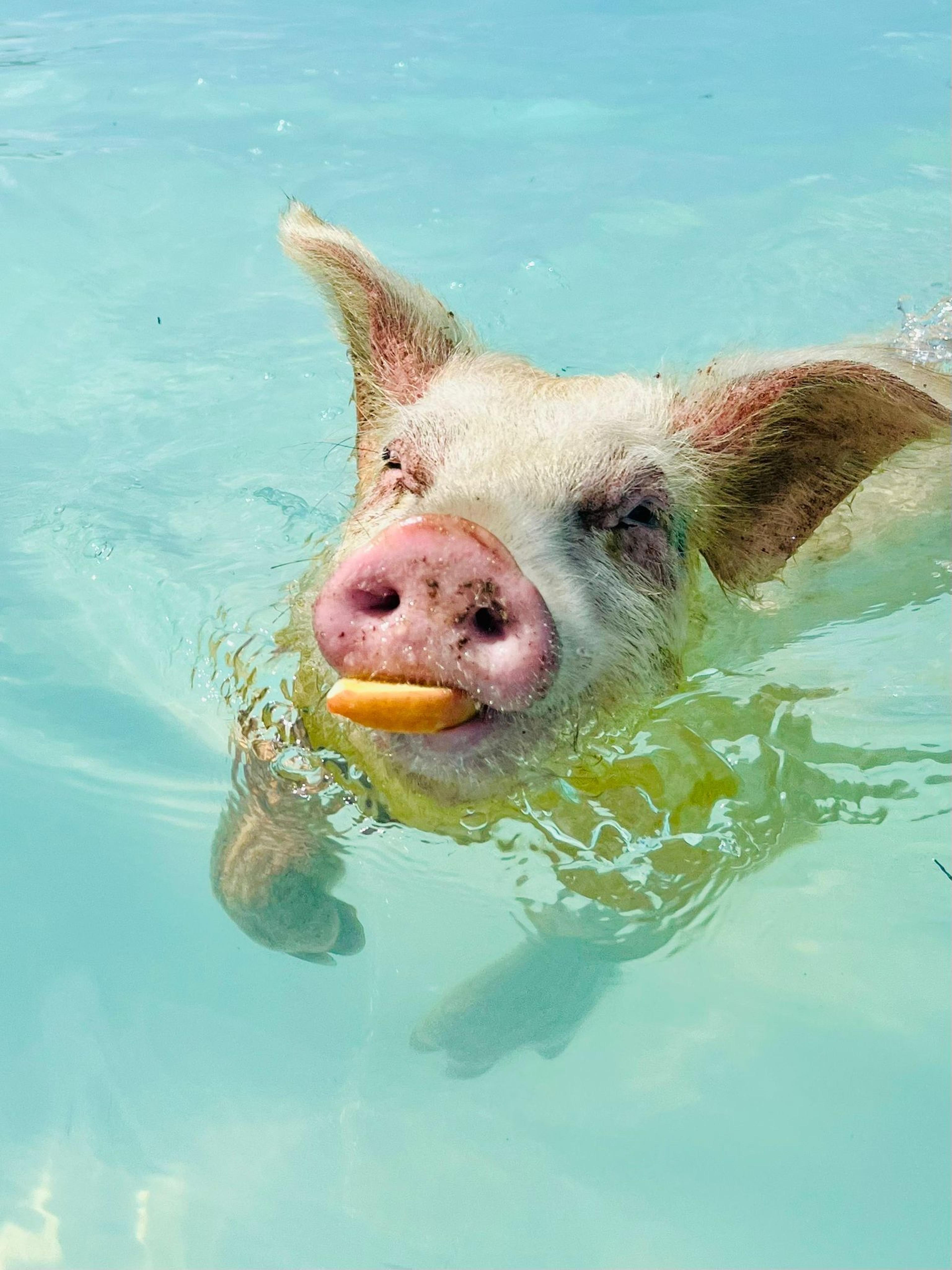 Nassau: Swimming Pigs & Private Beach Club Escape