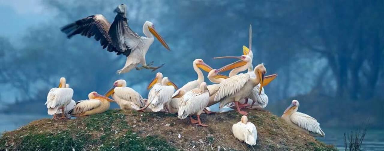 Keoladeo National Park Full-Day Wildlife & Birding Expedition