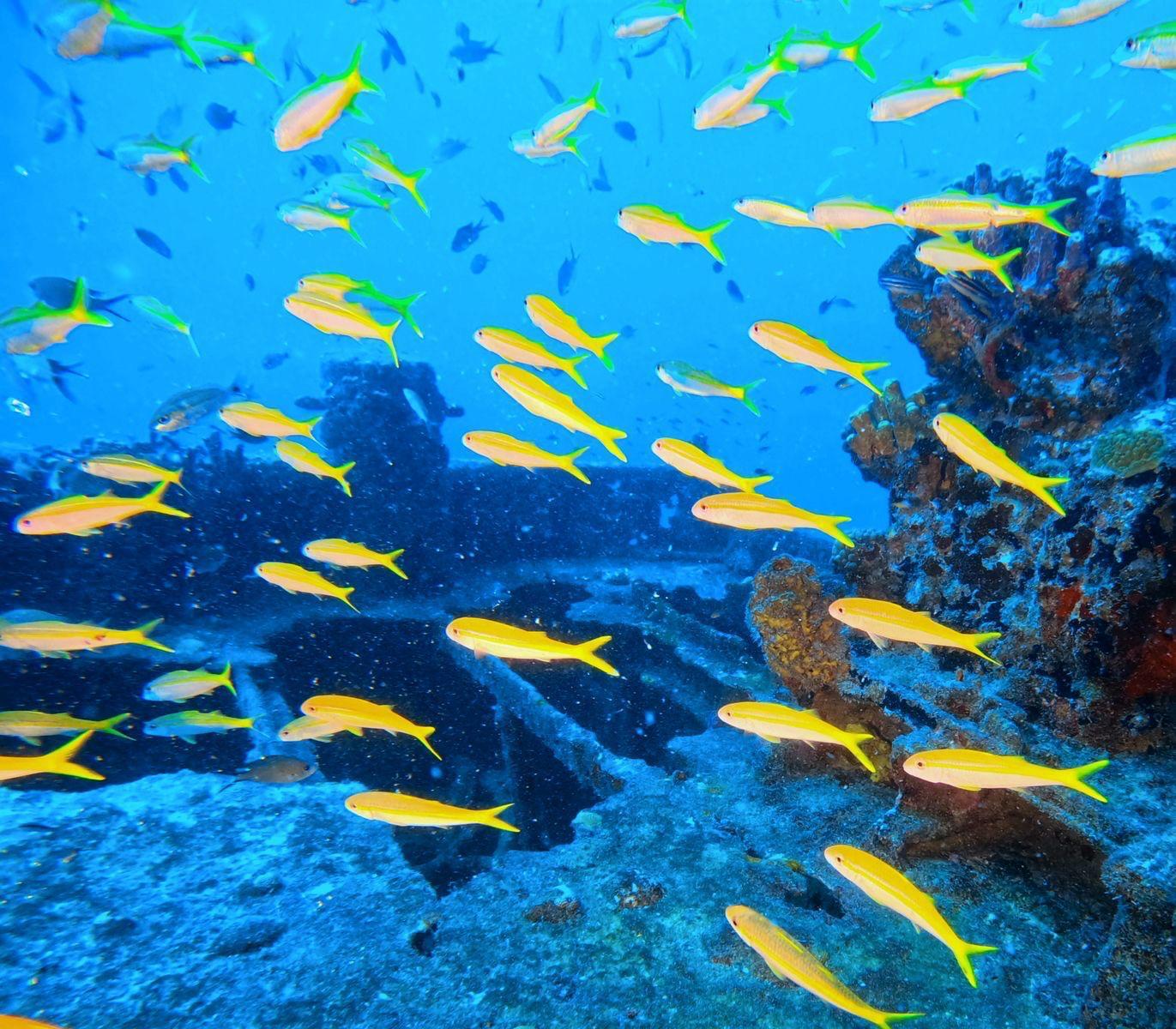 Little Bay Introductory Scuba Dive