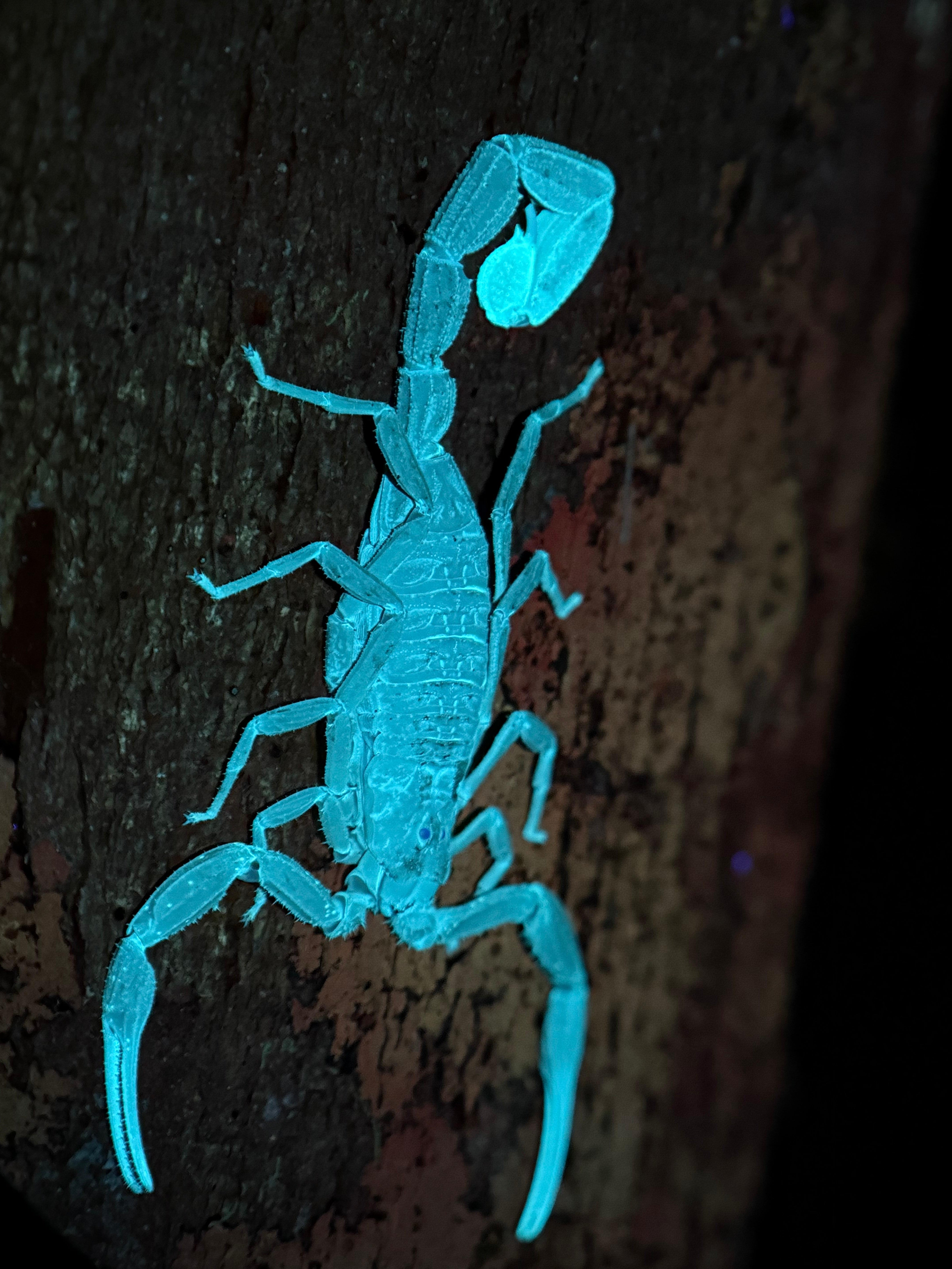 Manuel Antonio Night Wildlife Walk with Expert Naturalist