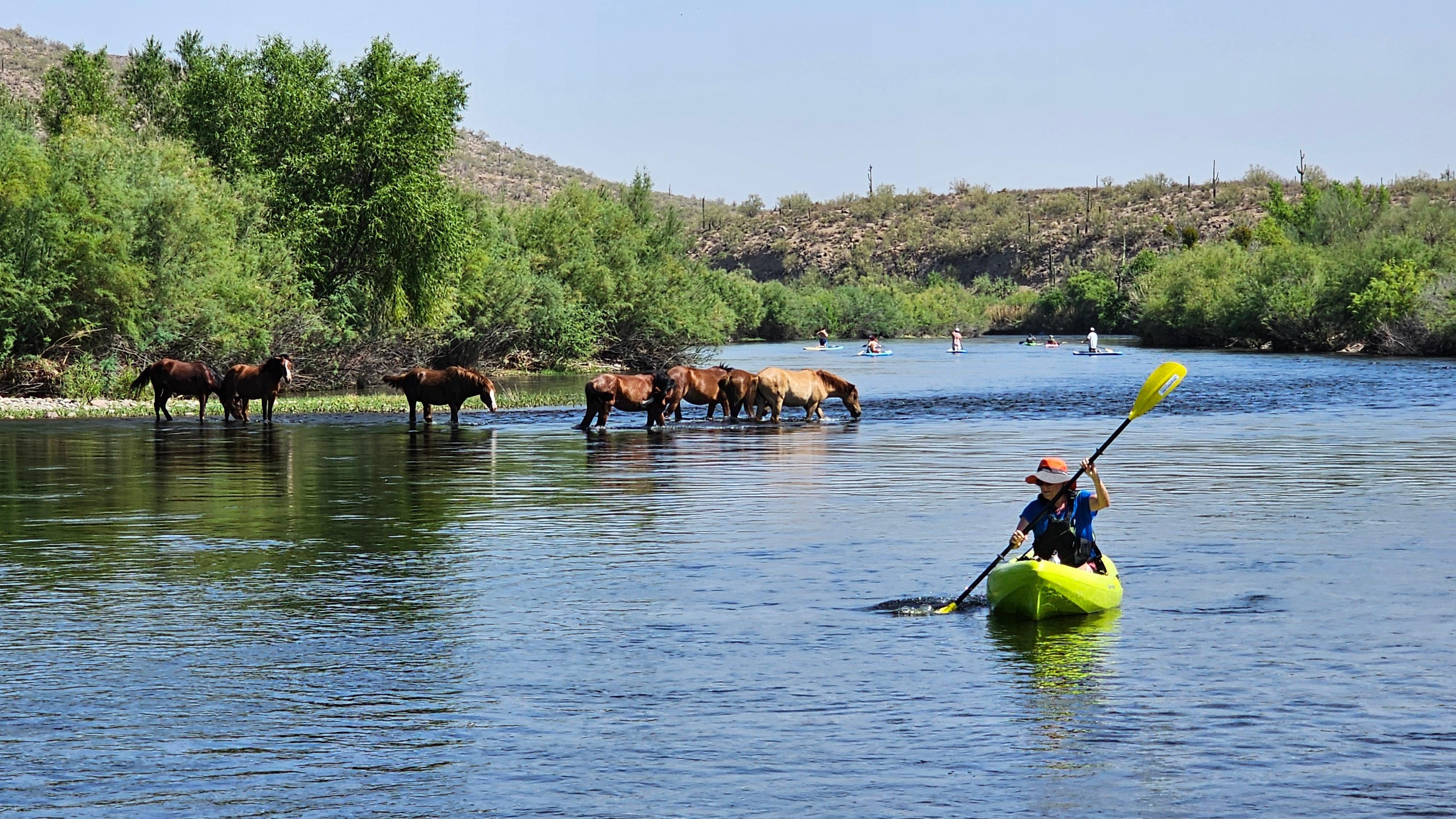 Salt River Wild Horse Kayaking Adventure