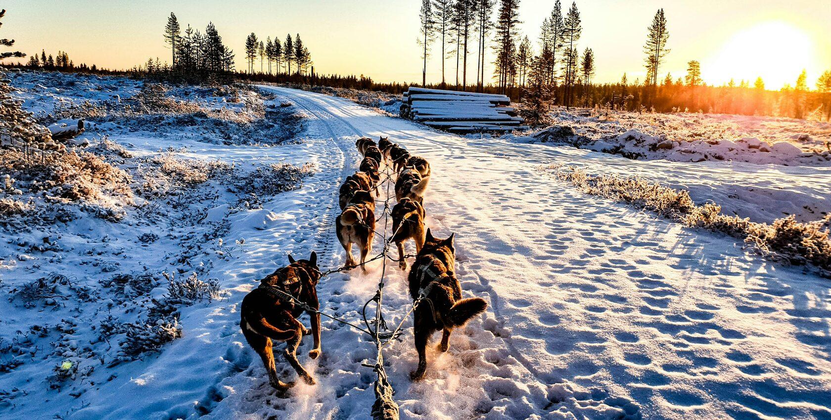 Rovaniemi Private Husky Safari with Sled Ride & Hot Drinks