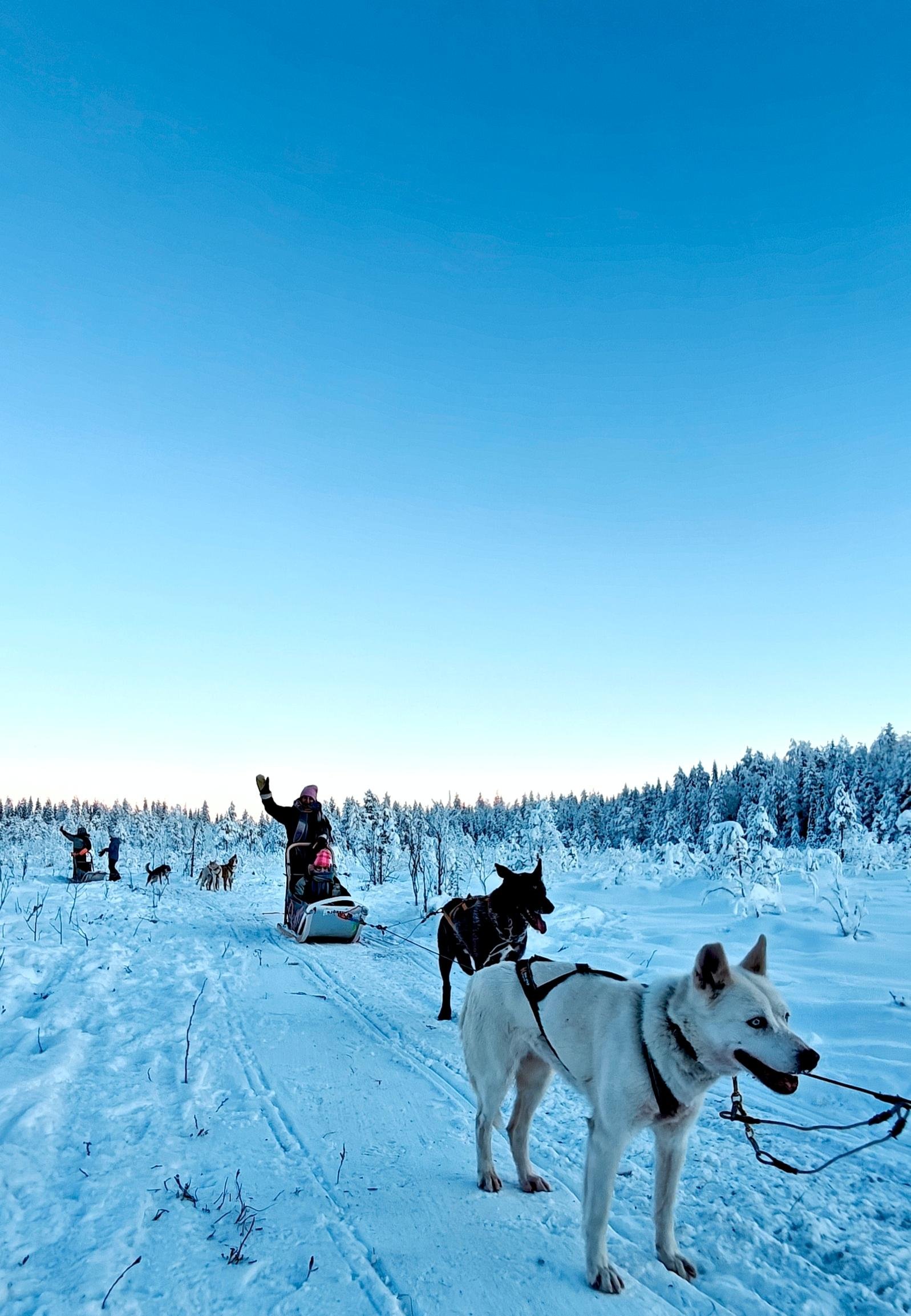 Rovaniemi Husky Safari with Transfers & Fireside BBQ