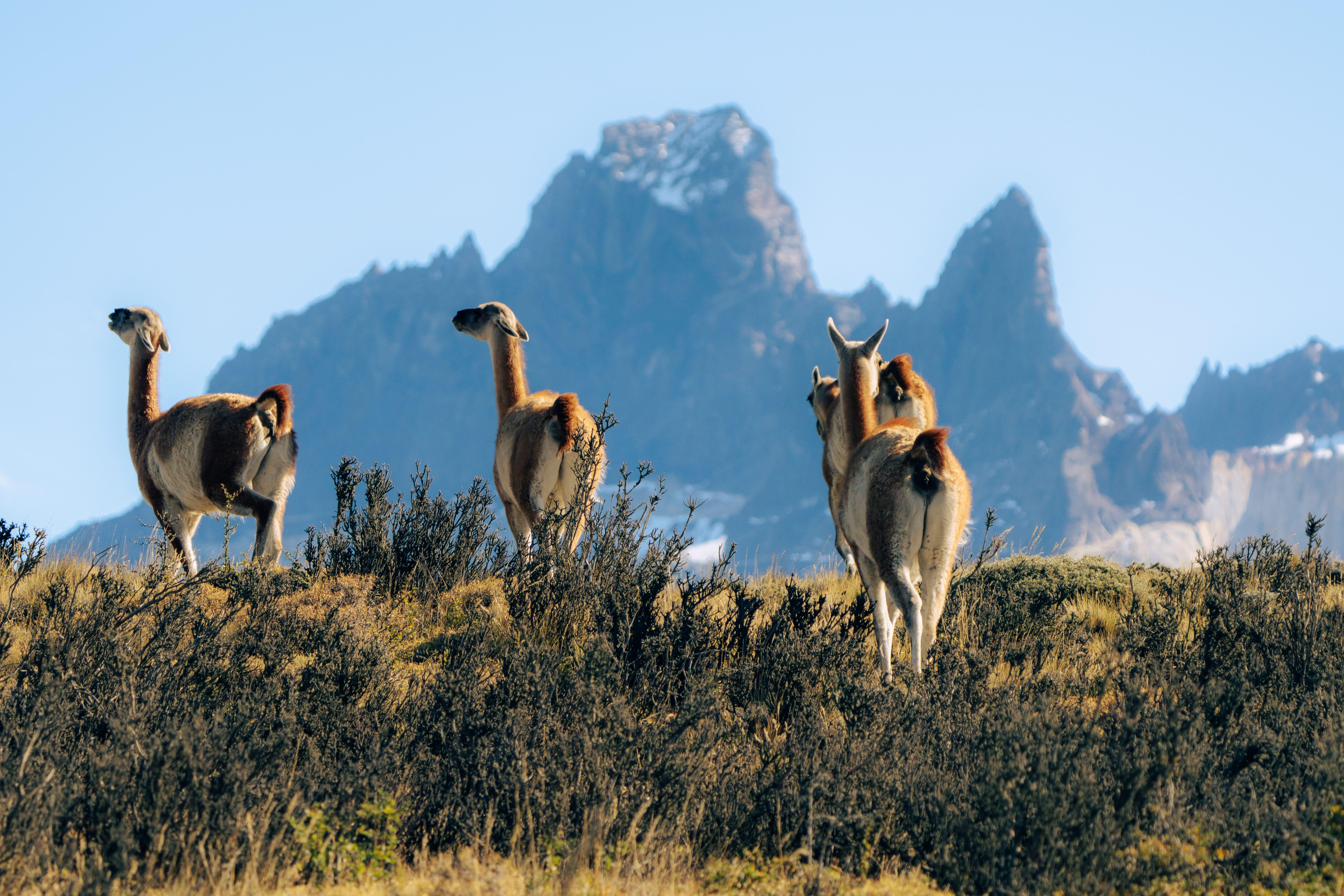 Torres del Paine Full-Day Expedition from Puerto Natales