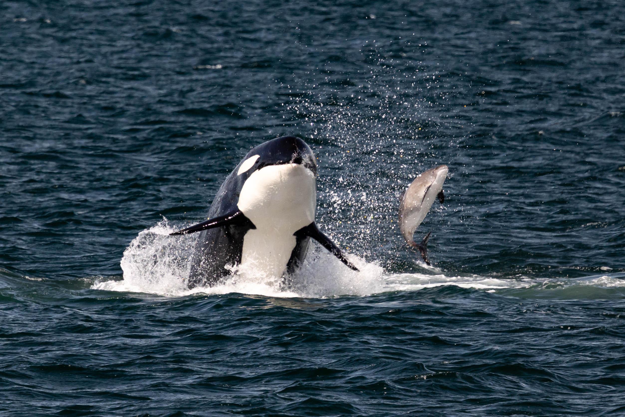 Seattle: Indigenous-Led Whale Watching Tour with Tea Tasting