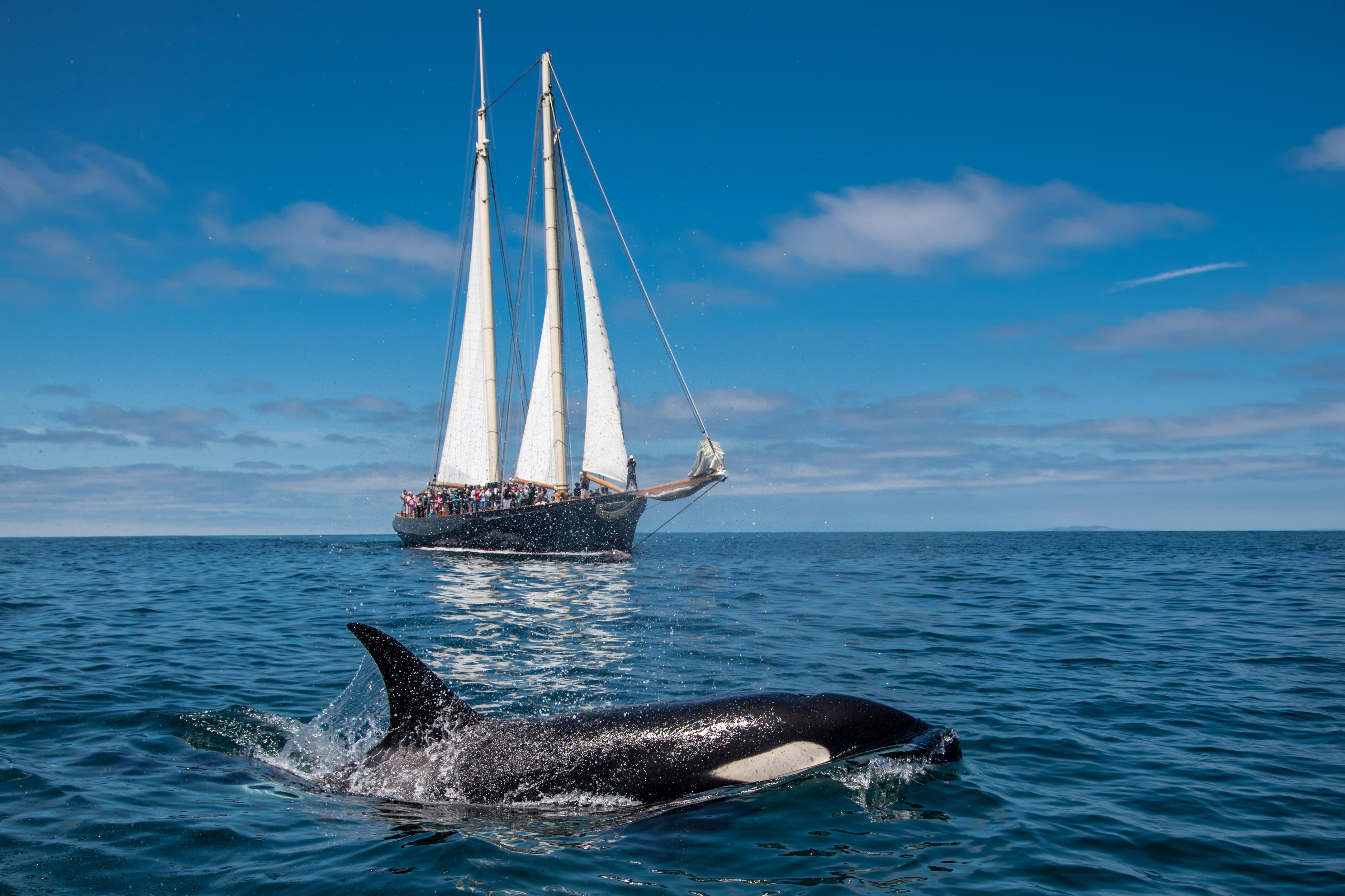 San Diego: Whale & Dolphin Watching Cruise on Yacht America