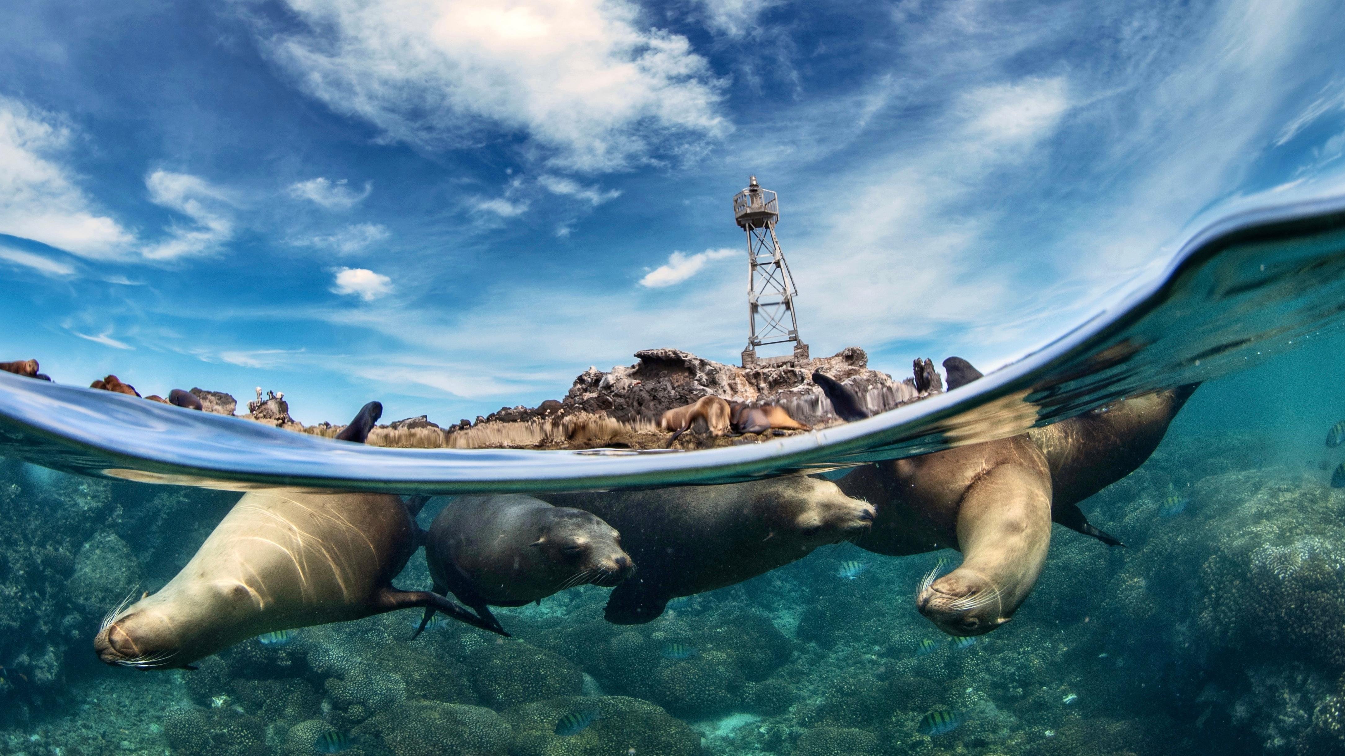 Espiritu Santo Island Sea Lion Snorkeling Expedition
