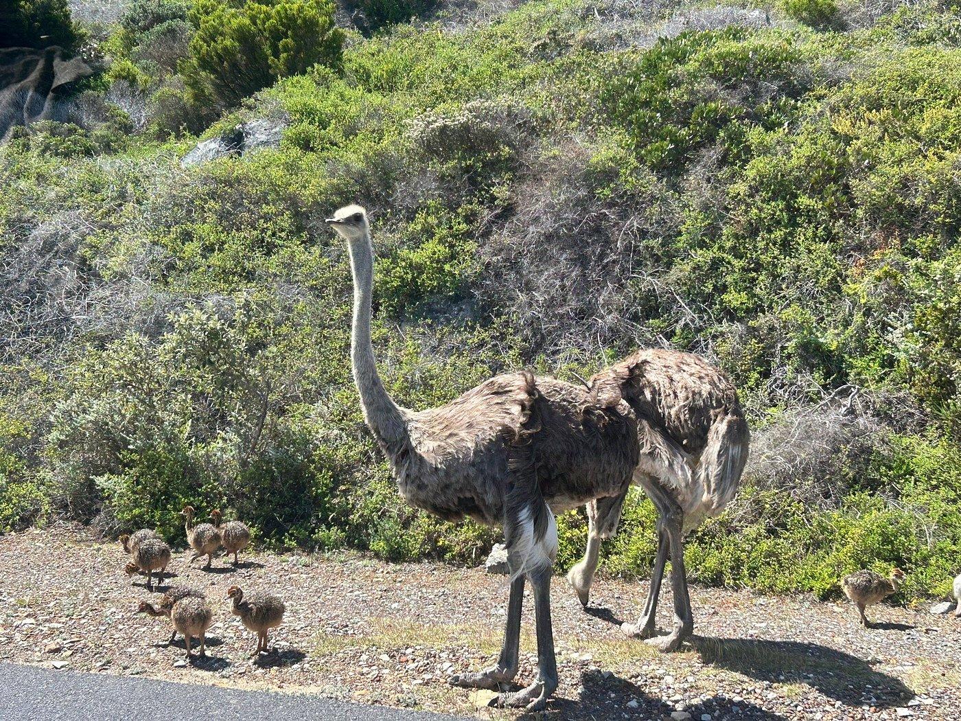 Cape Town: Penguins, Cape Point & Chapman's Peak Full-Day Tour