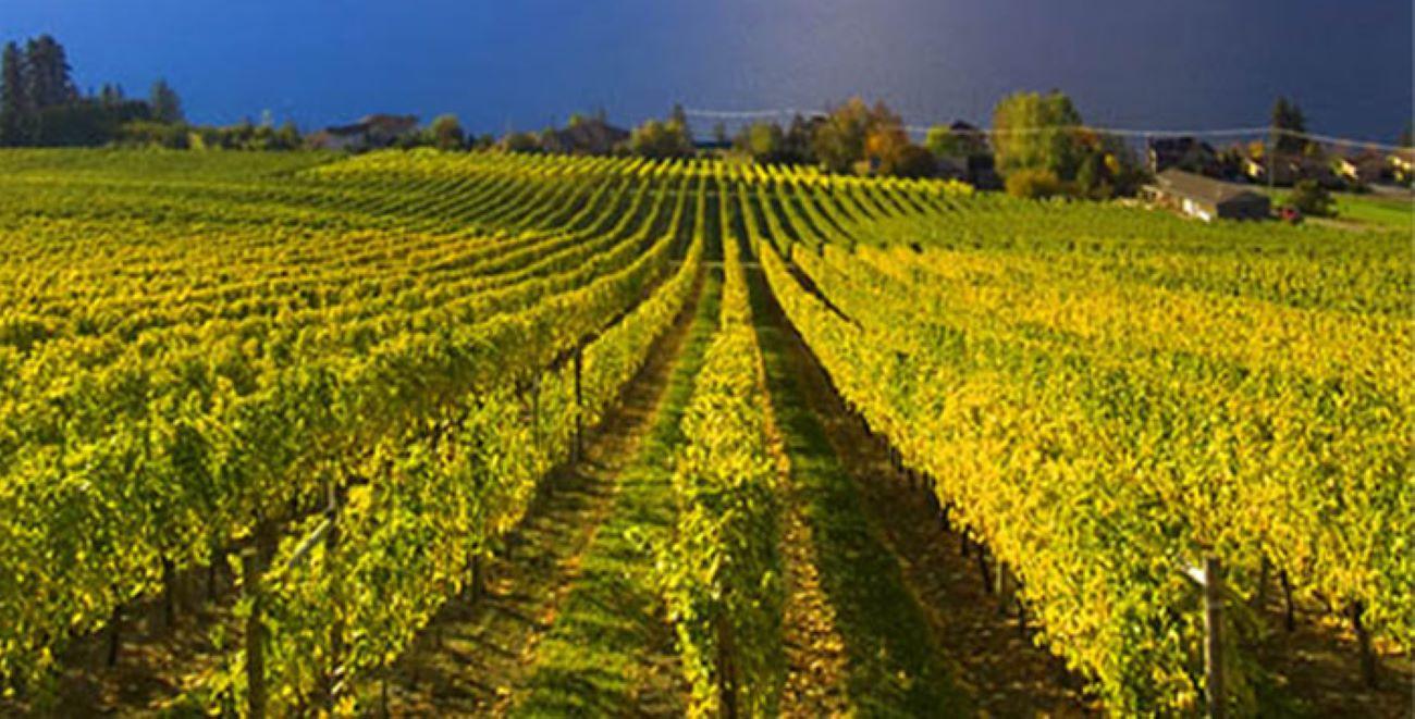 Lake Country Wine Discovery: Full-Day Tasting Journey