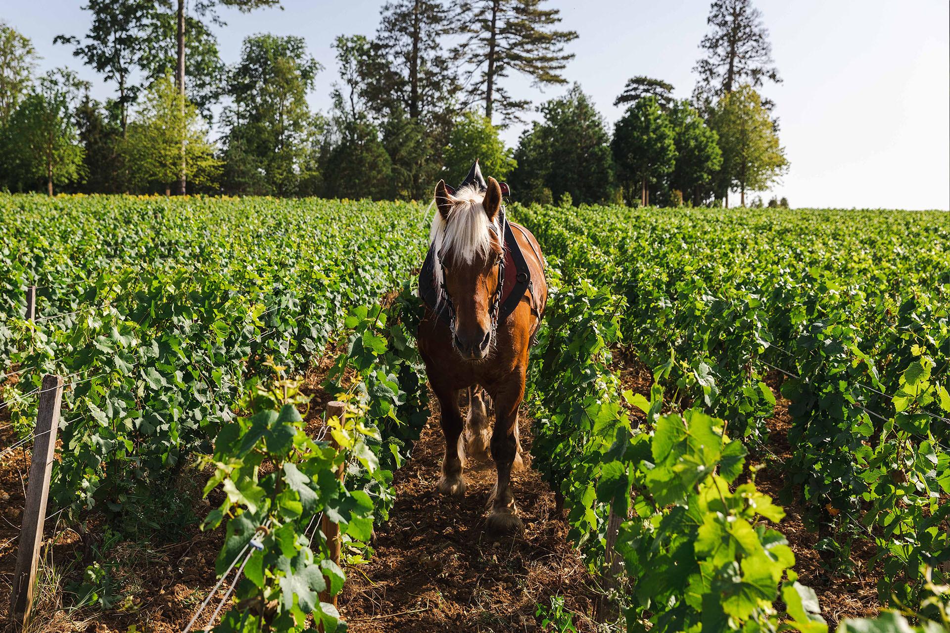 wine tour in Burgundy — photo 2