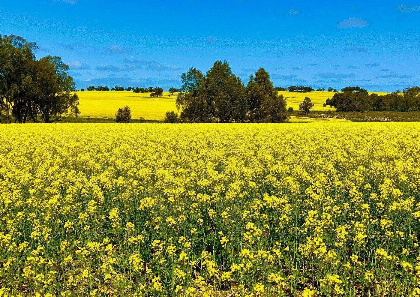 Private Wildflowers & Canola Fields Tour from Perth