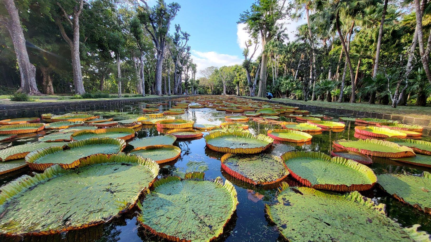 Private North Mauritius Discovery Tour