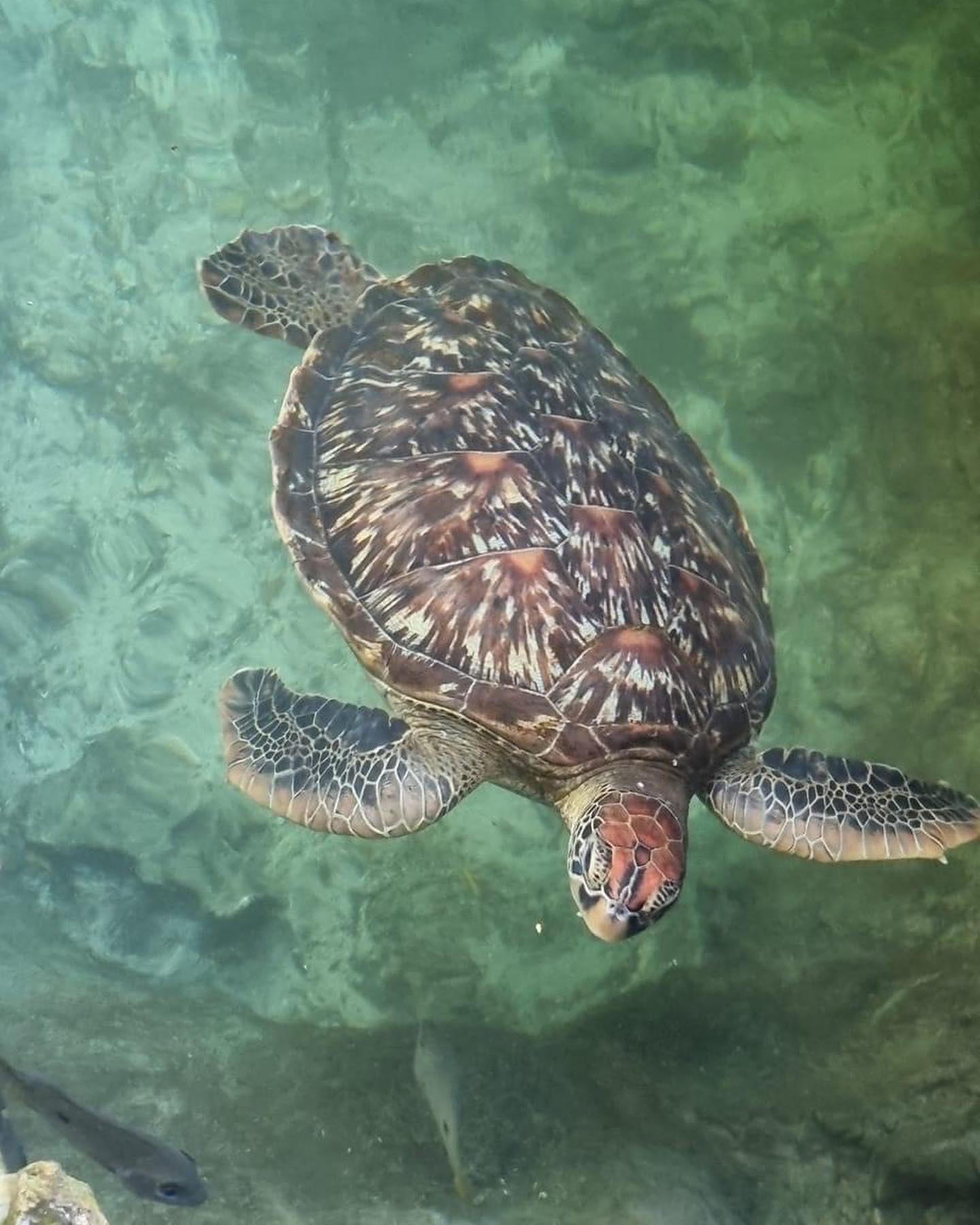 Zanzibar: Swim with Sea Turtles at Salaam Cave, Kizimkazi