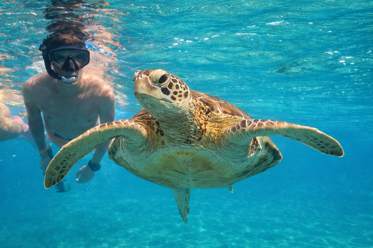 Navy Island Guided Snorkeling & Marine Conservation Tour