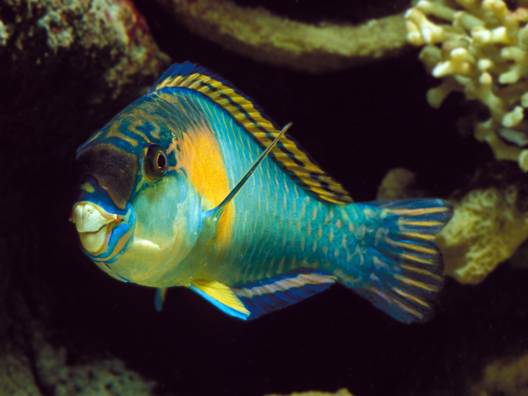 Koh Tao and Nangyuan Snorkeling Speedboat Adventure from Samui